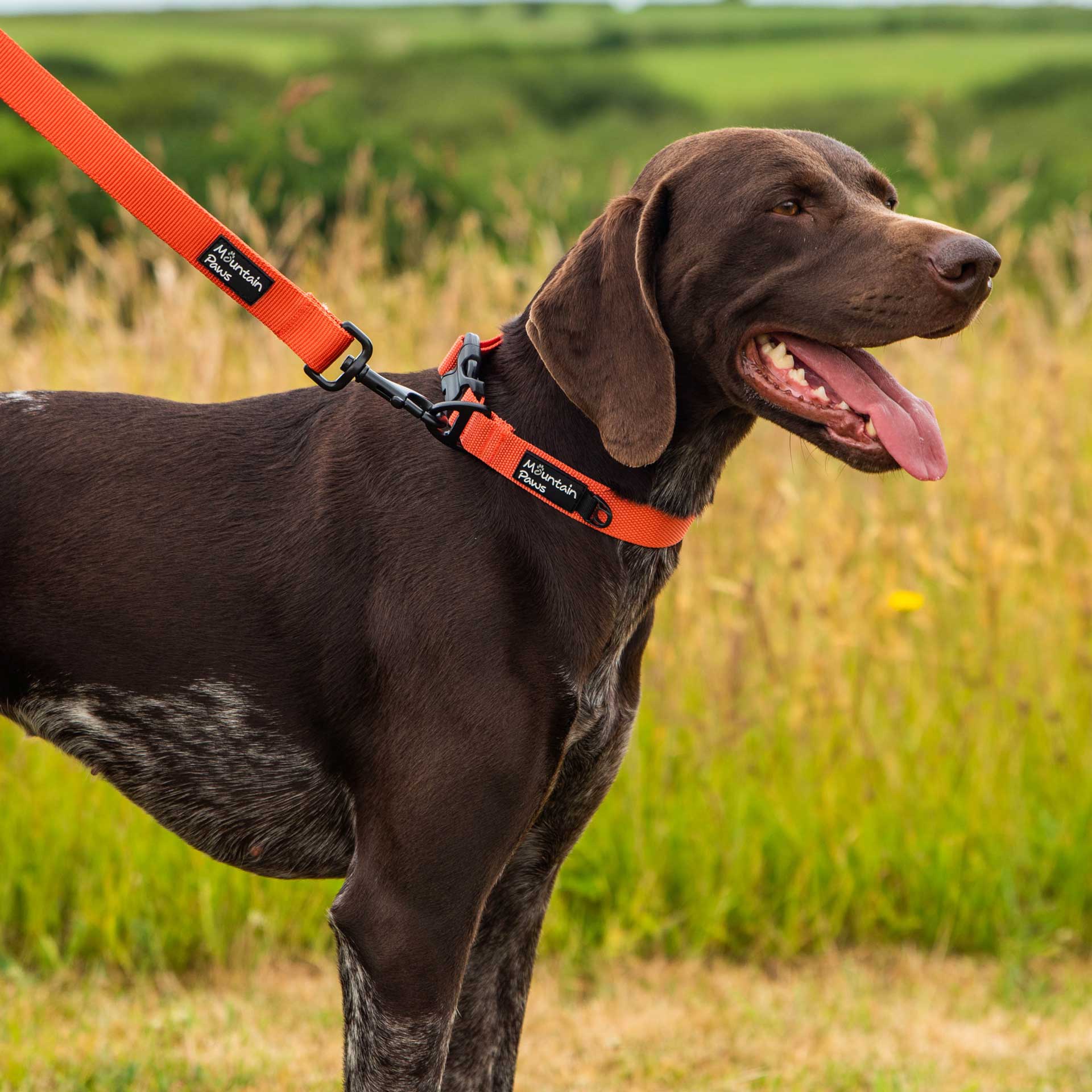 Extra Tough Dog Collar - variant[Orange]