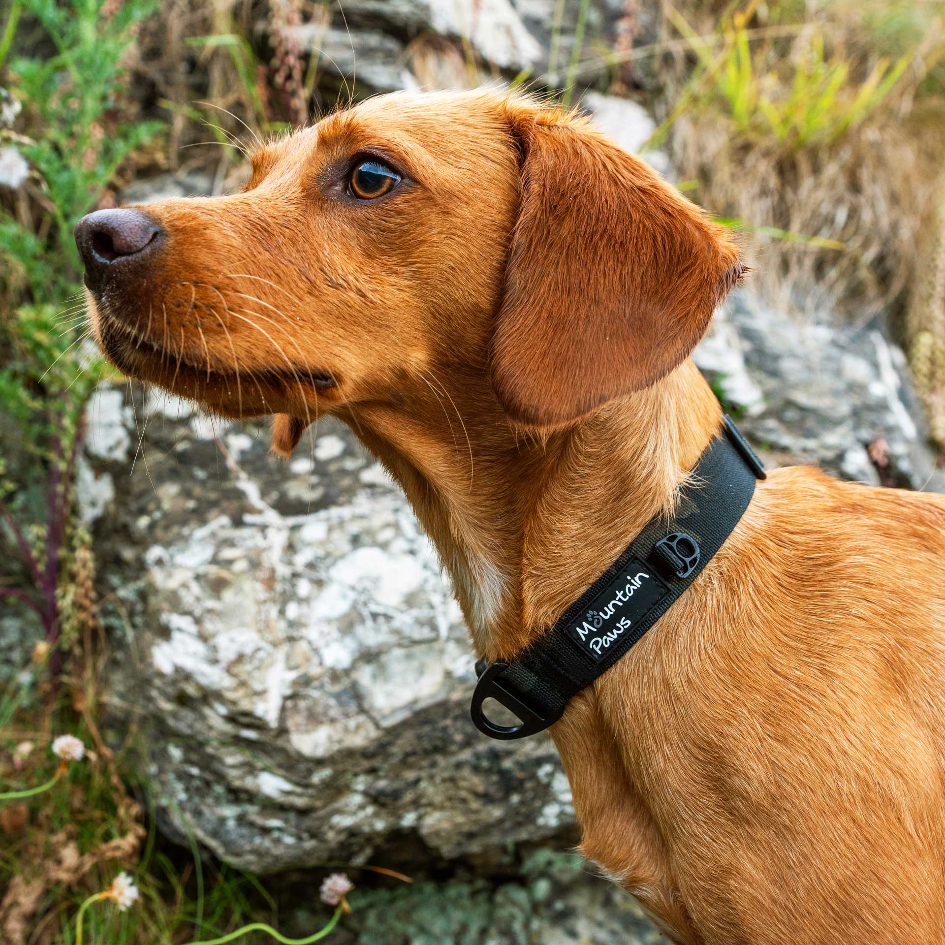Extra Tough Dog Collar - variant[Camo]