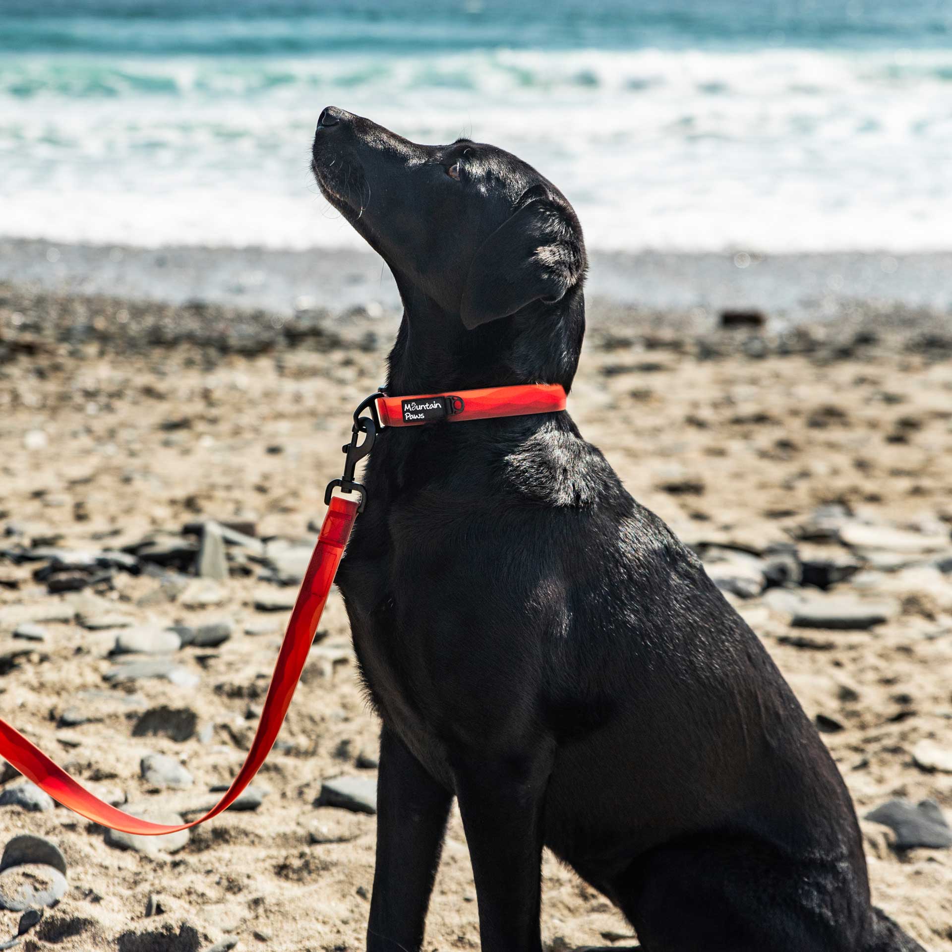 Waterproof Dog Collar - variant[Orange]