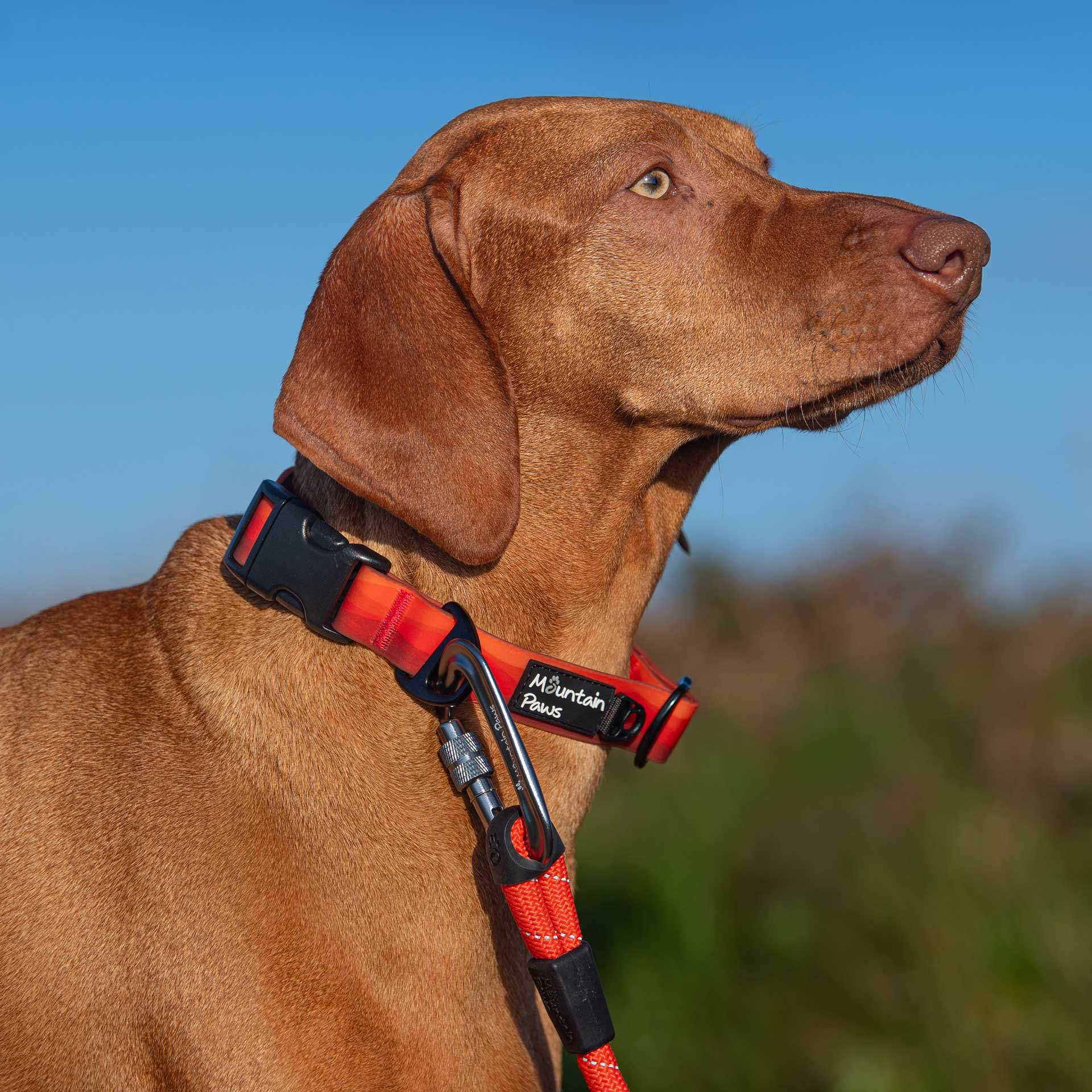 Waterproof Dog Collar - variant[Orange]