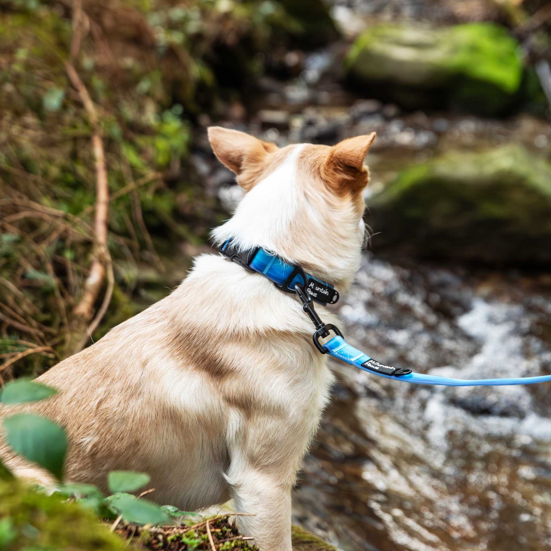 Waterproof Dog Collar | Mountain Paws