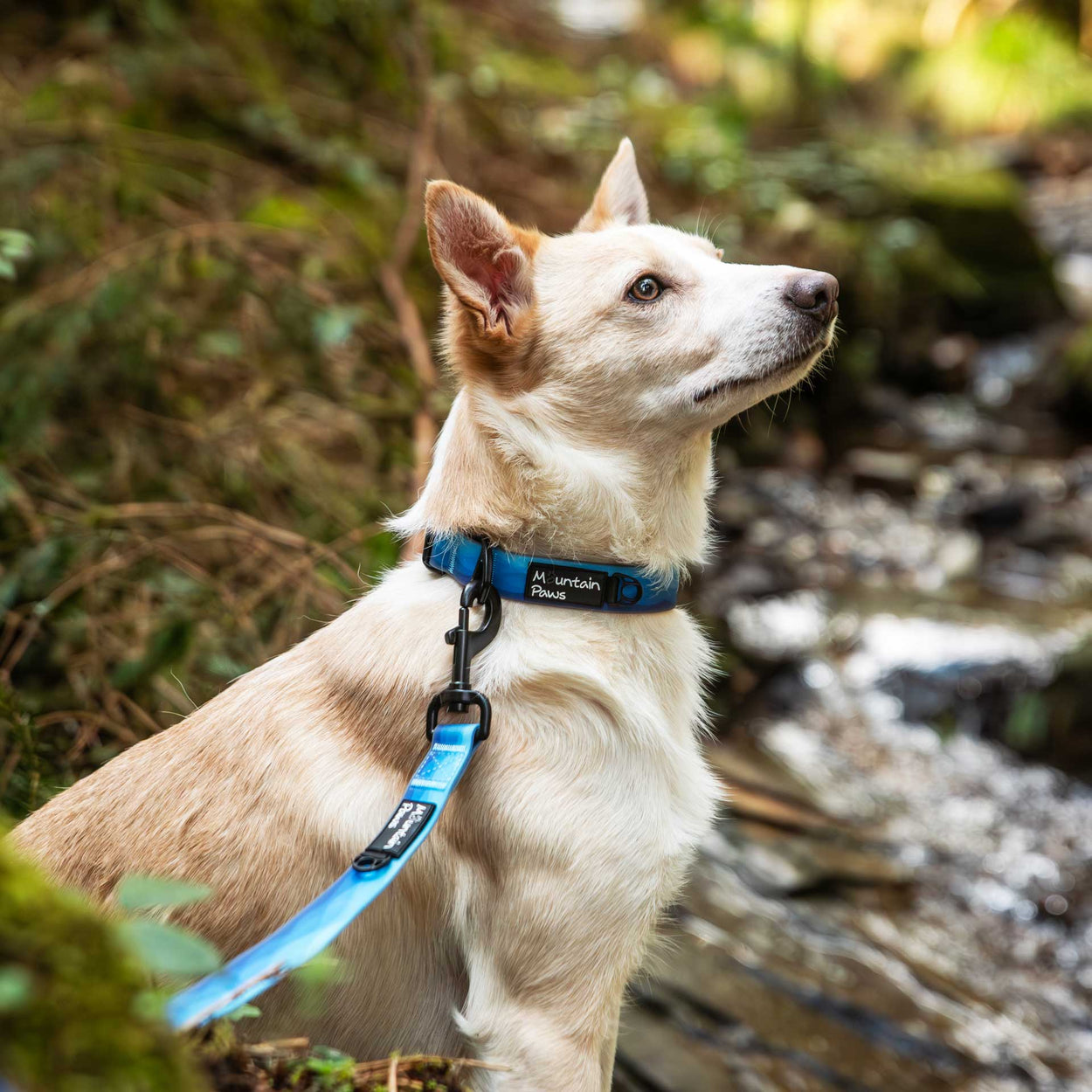 Waterproof Dog Collar | Mountain Paws
