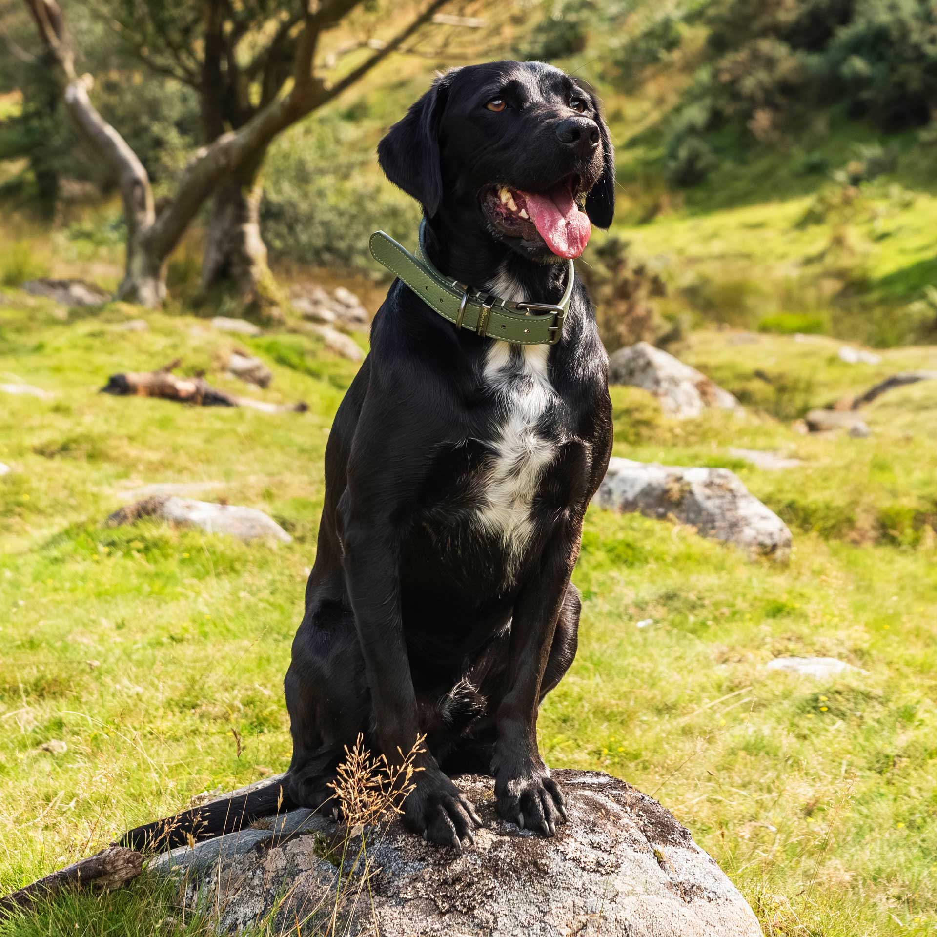 Faux Leather Dog Collar - variant[Green]