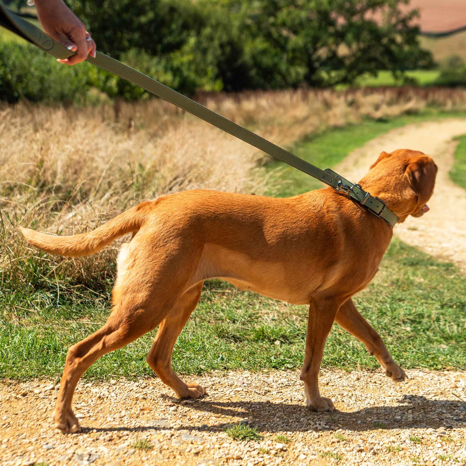 Faux Leather Dog Collar - variant[Green]