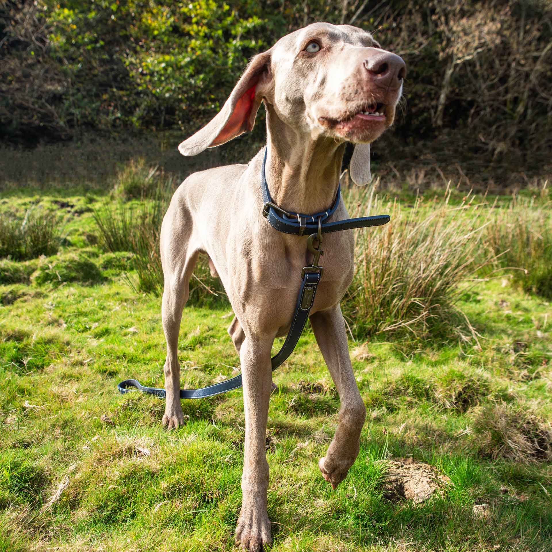 Faux Leather Dog Collar - variant[Navy]