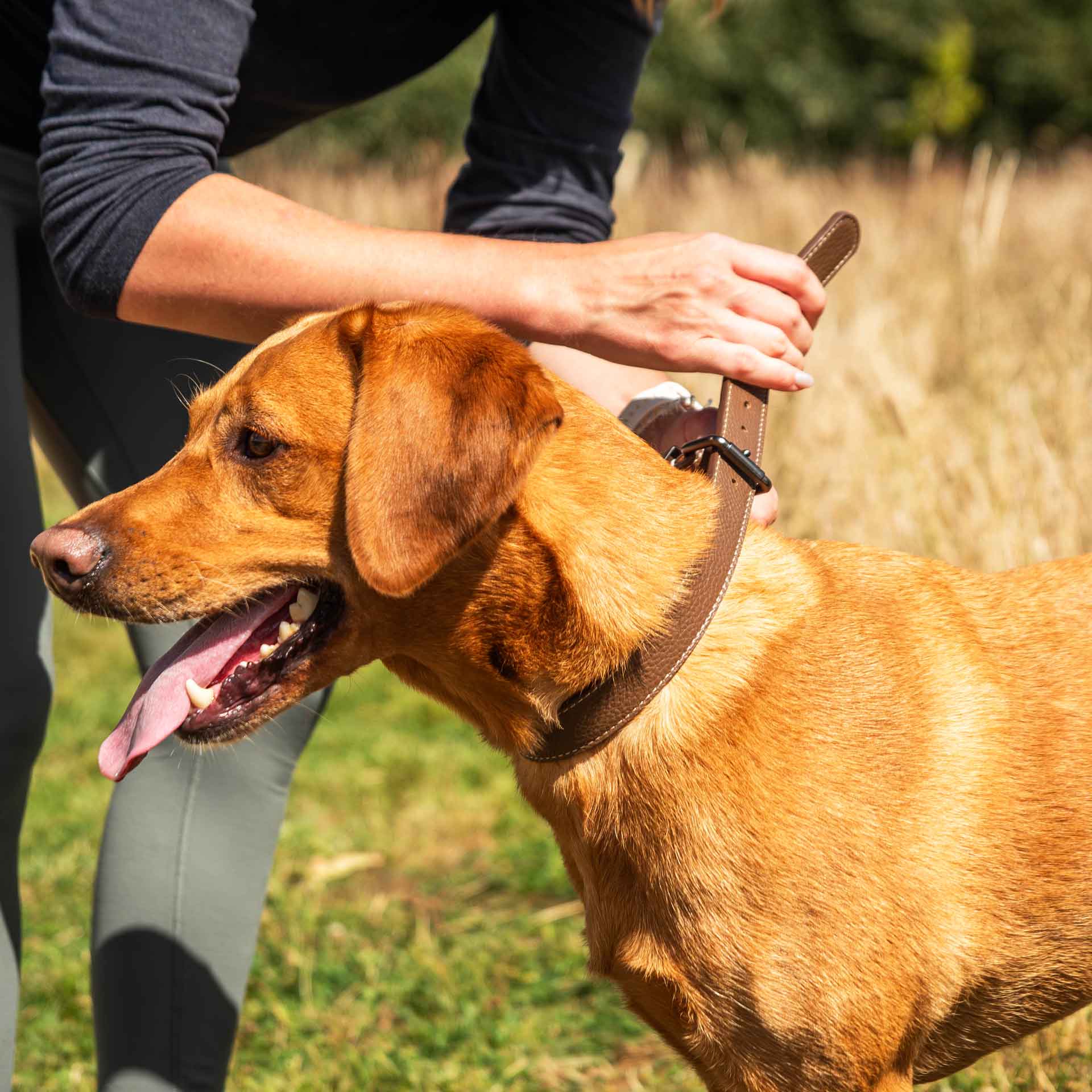 Faux Leather Dog Collar - variant[Brown]