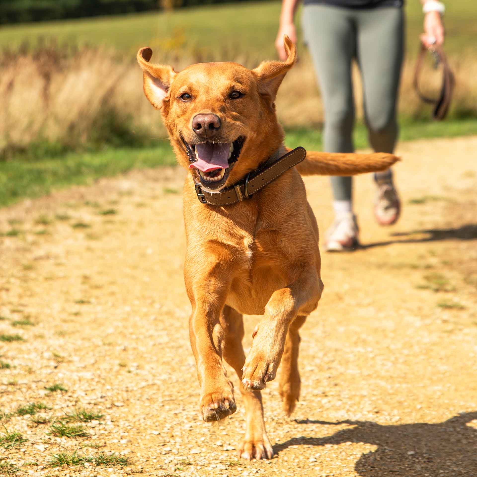 Faux Leather Dog Collar - variant[Brown]