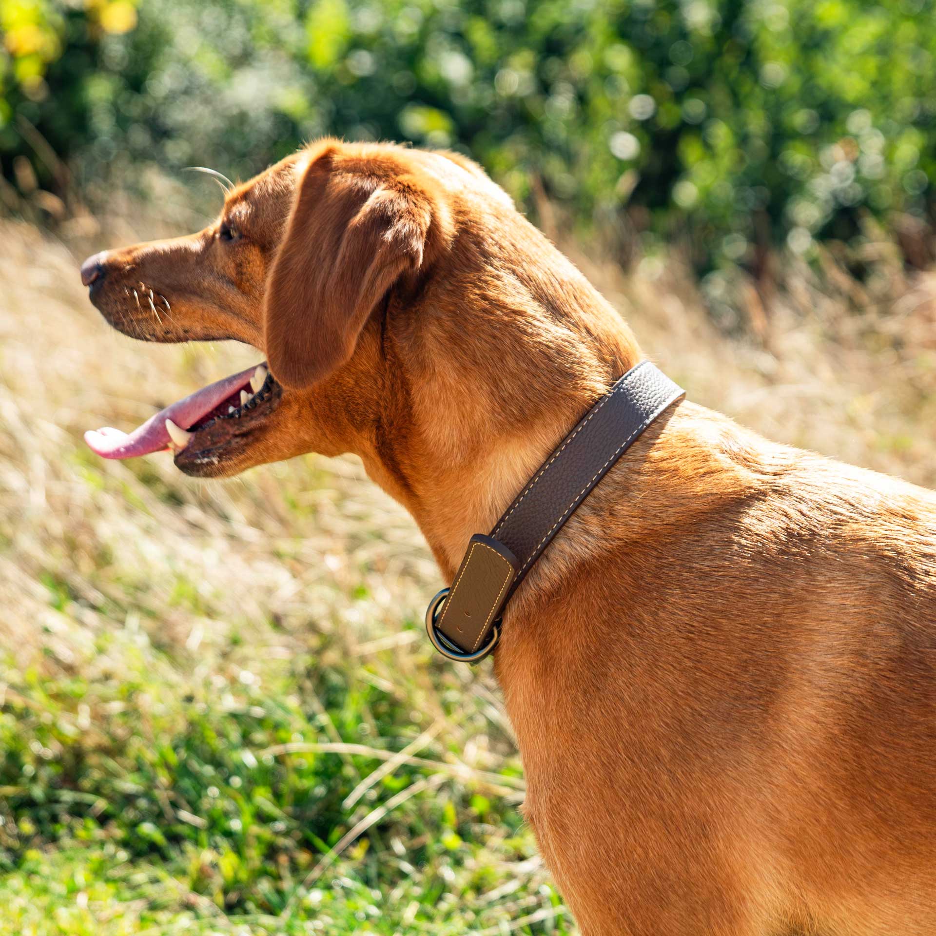 Faux Leather Dog Collar - variant[Brown]