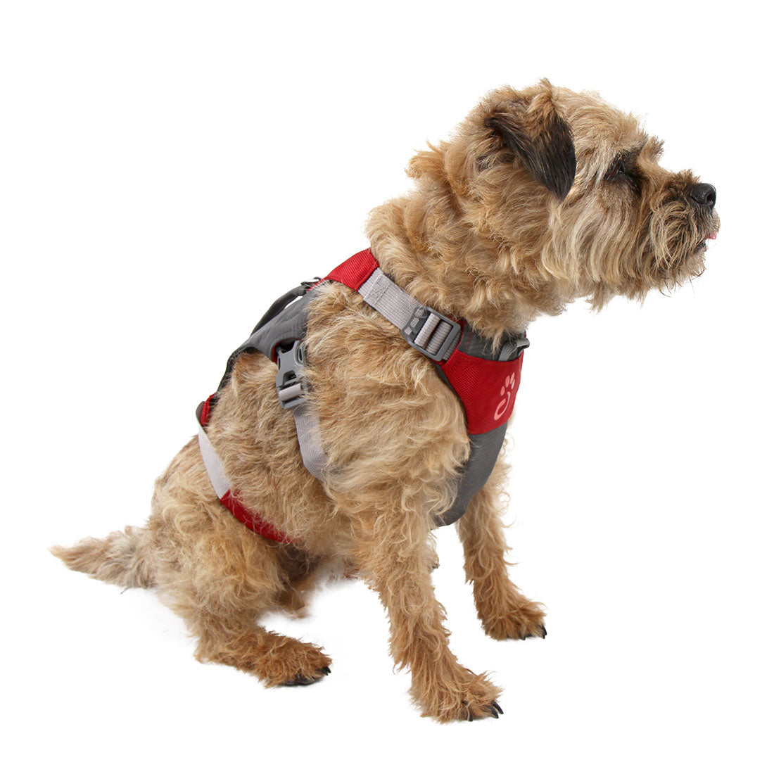 Dog Hiking Harness (Large)