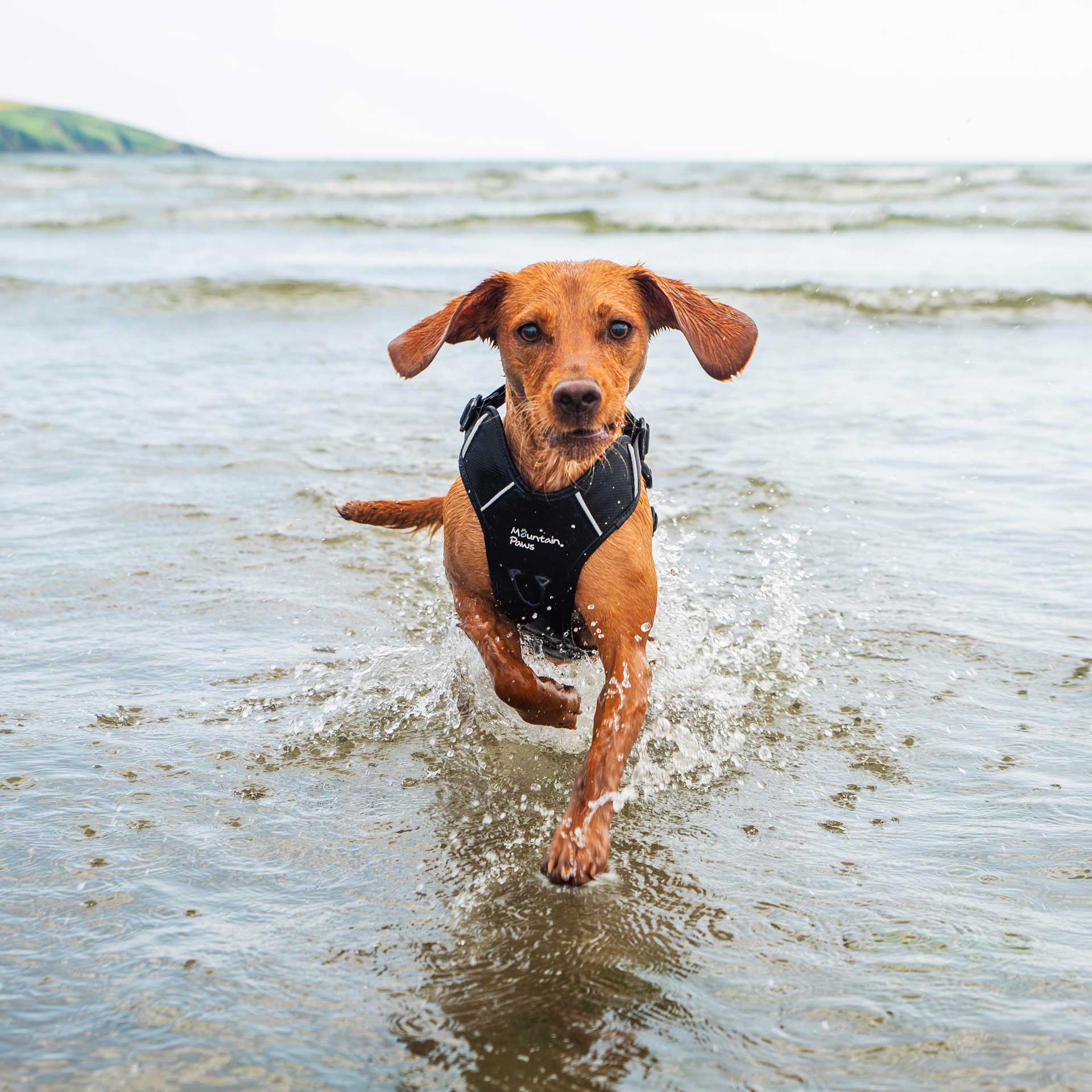 Dog Harness - variant[Black]