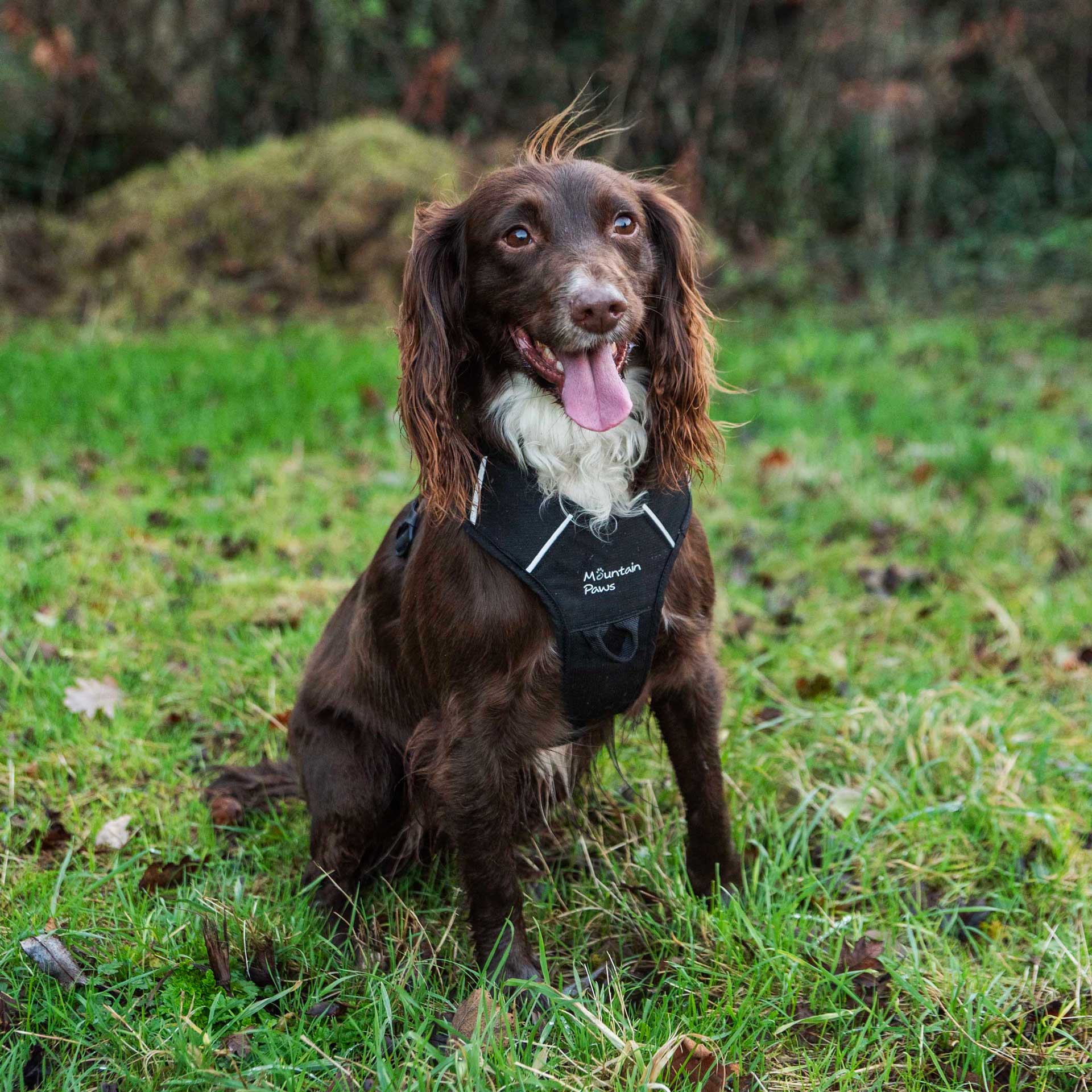 Dog Harness - variant[Black]