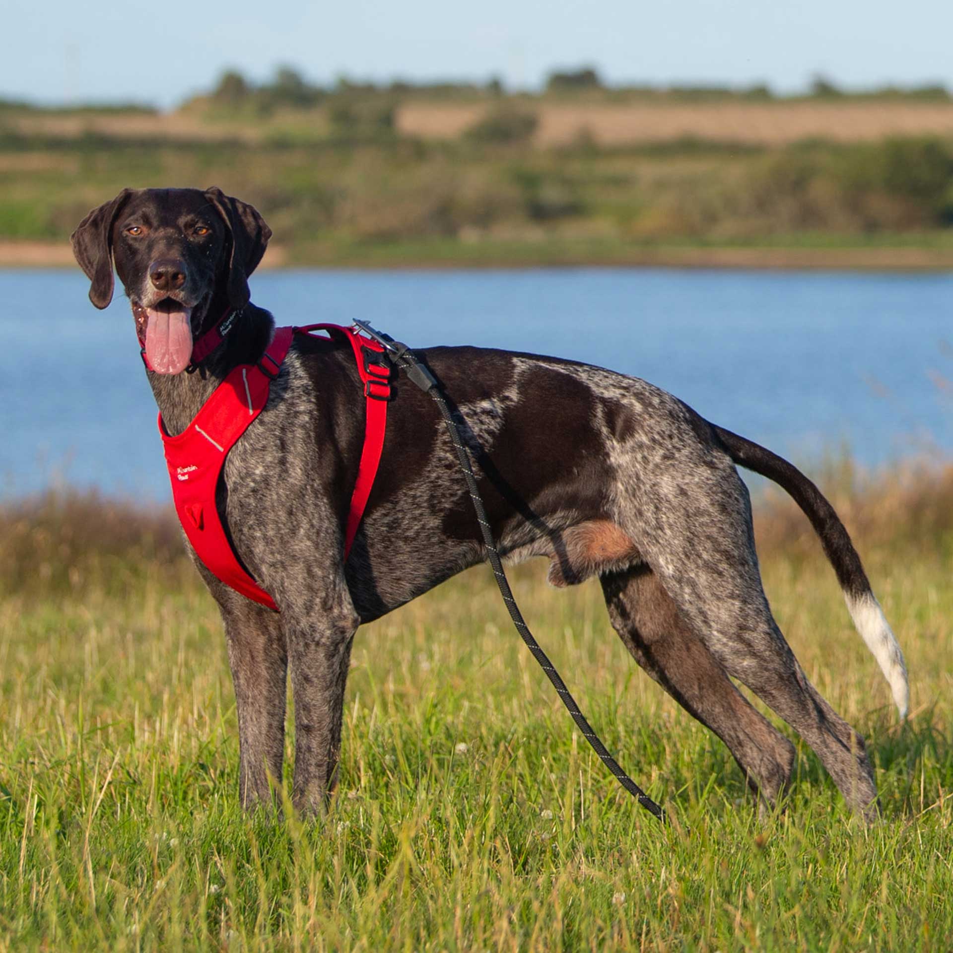 Dog Harness - variant[Red]