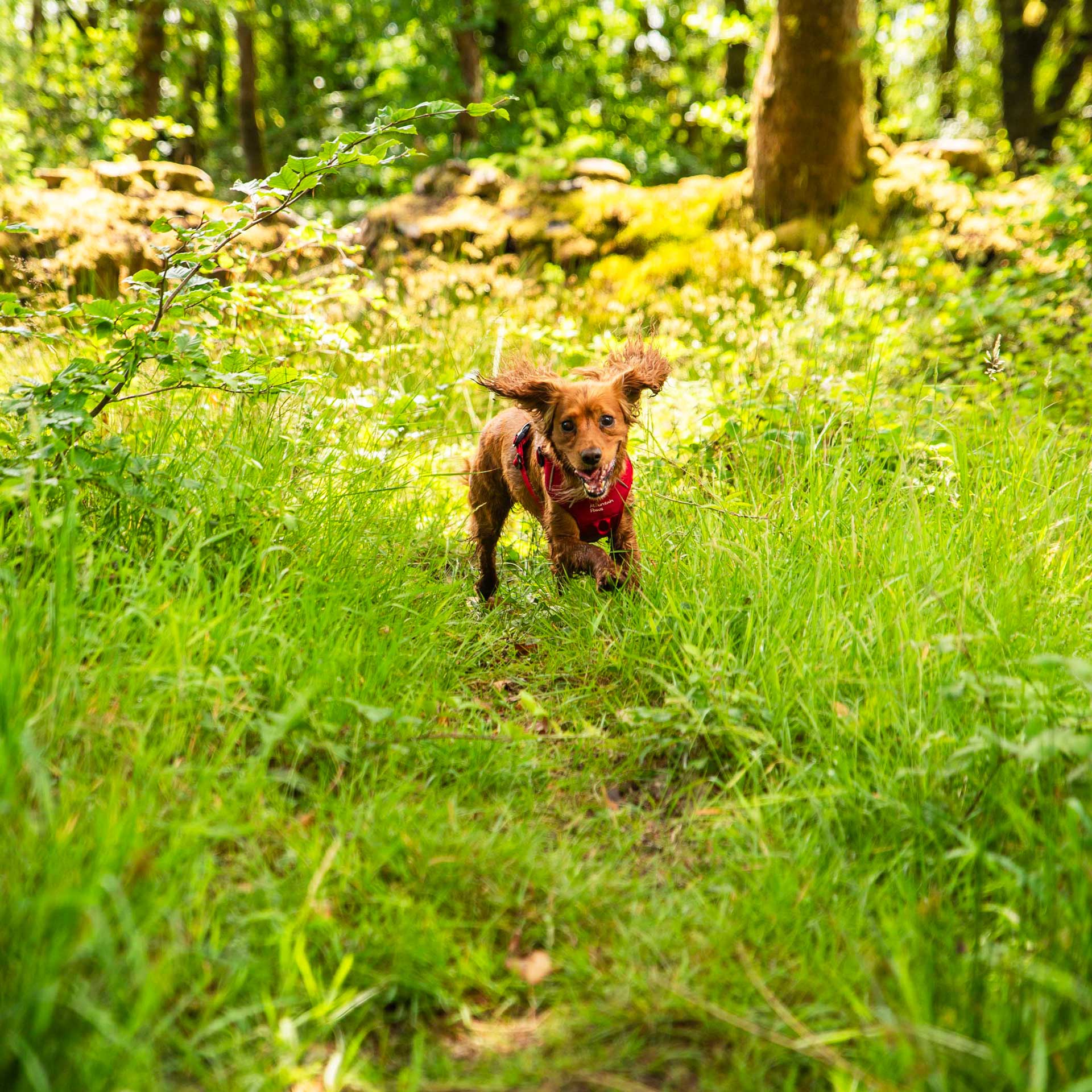 Dog Harness - variant[Red]