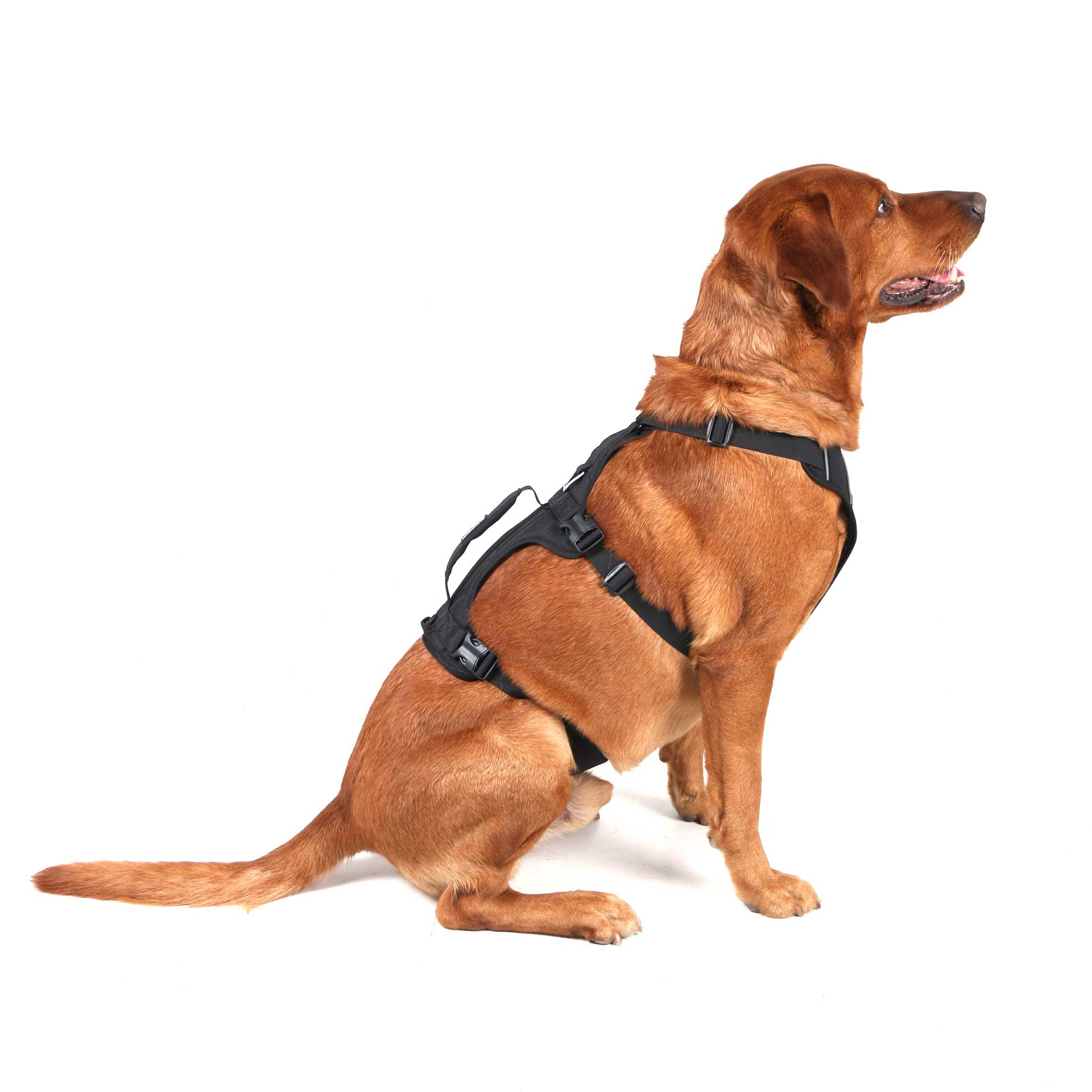 3 Strap Dog Harness
