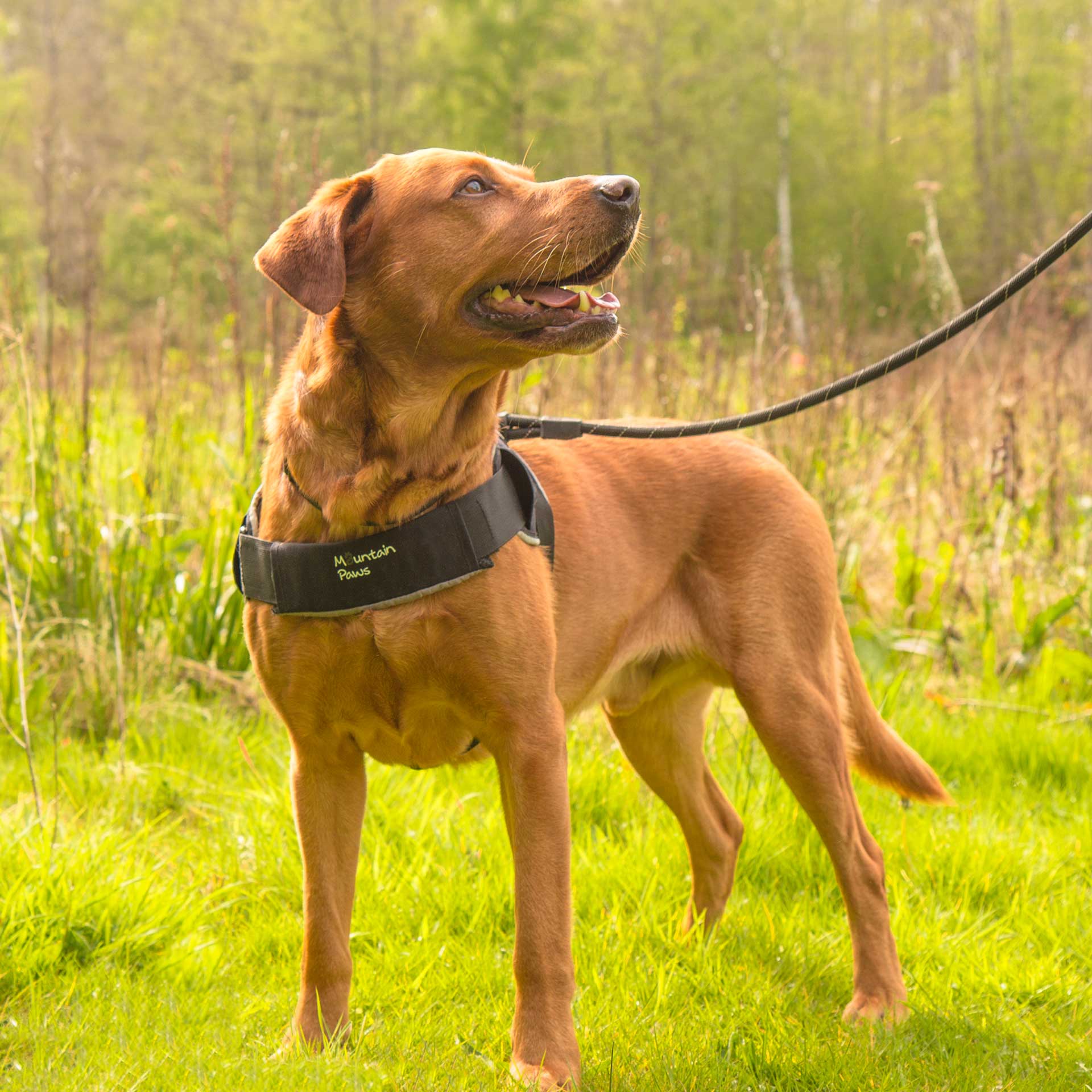 Extra Tough Dog Harness