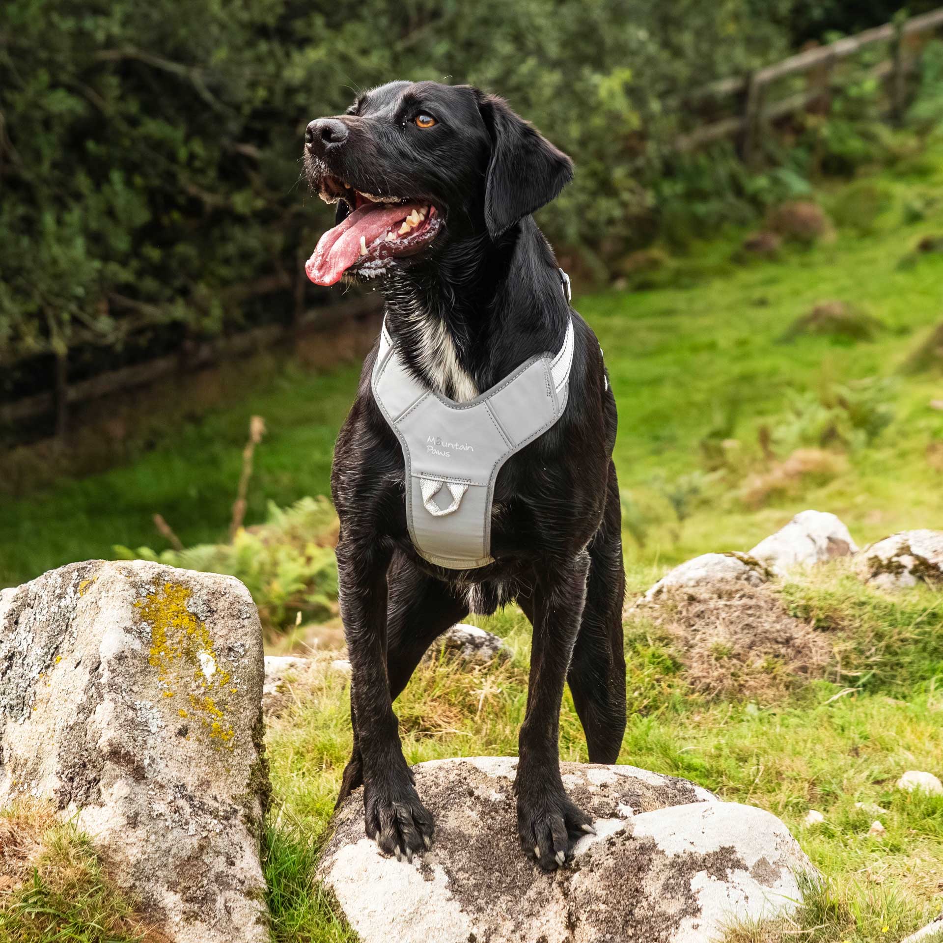 Dog Harness - variant[Reflective]