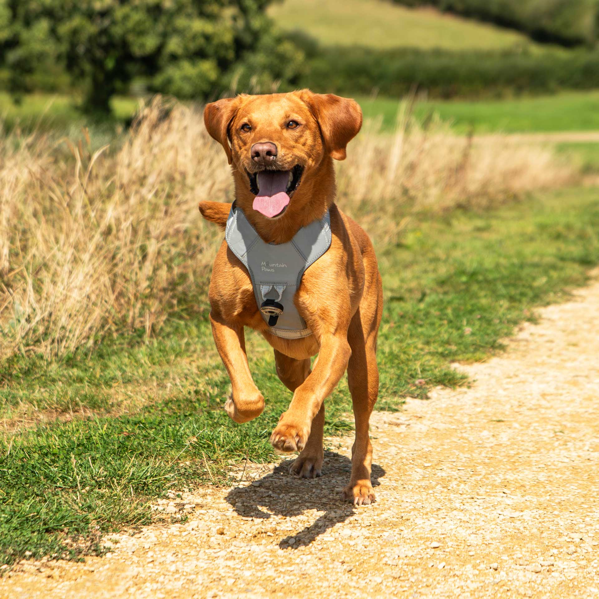 Dog Harness - variant[Reflective]