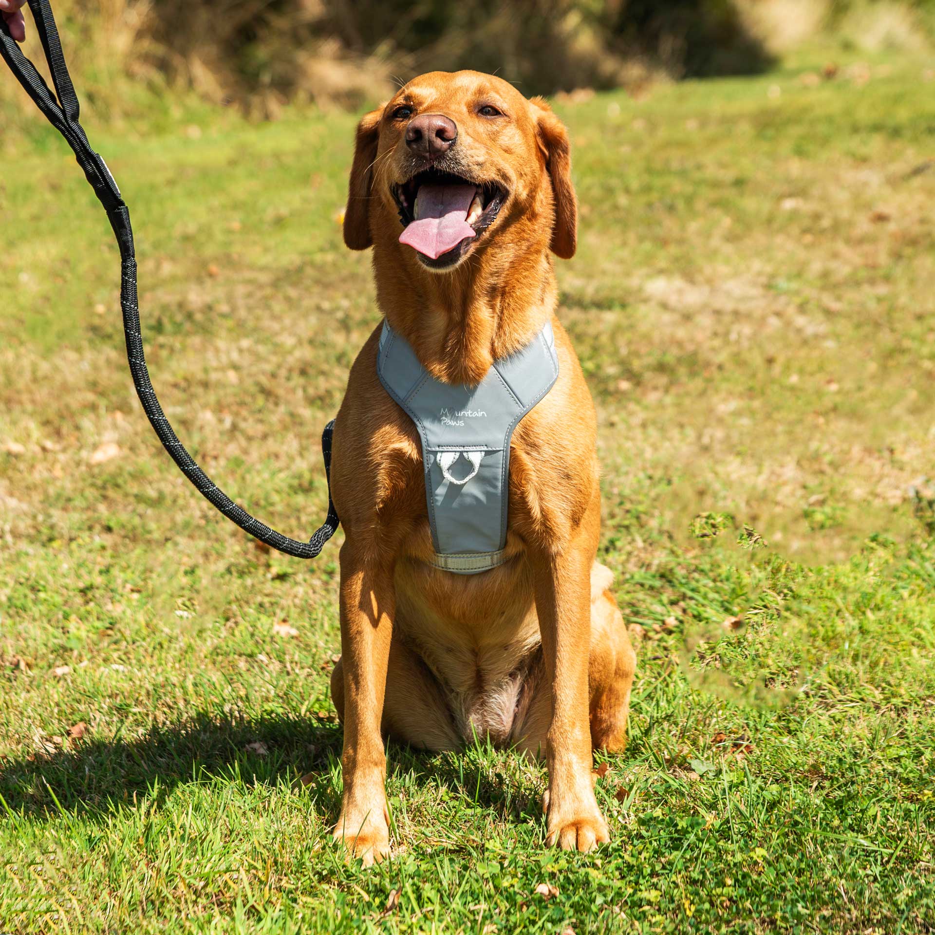 Dog Harness - variant[Reflective]