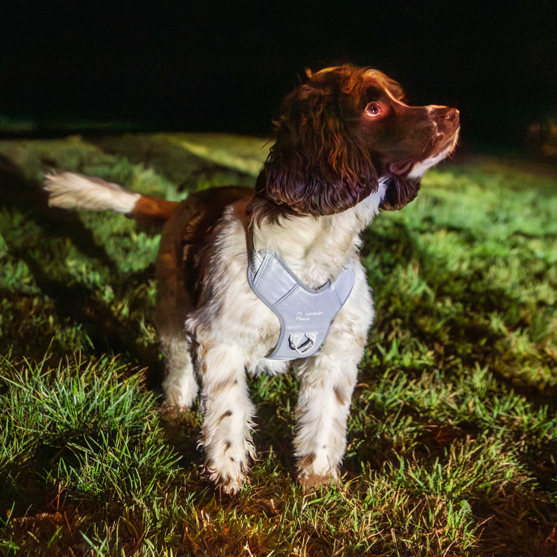 Dog Harness - variant[Reflective]