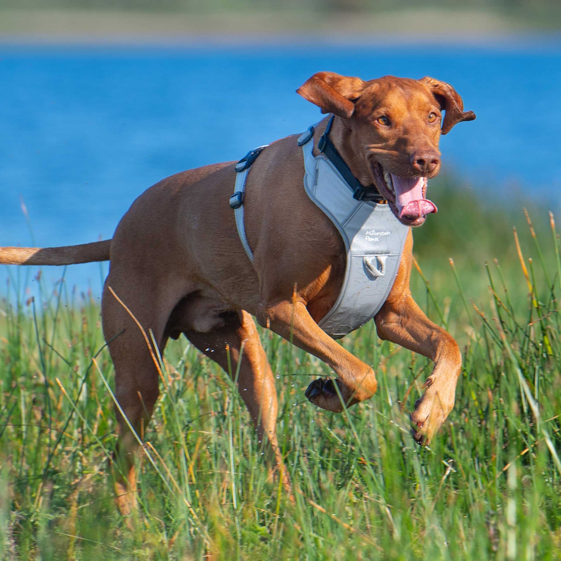 Dog Harness - variant[Reflective]