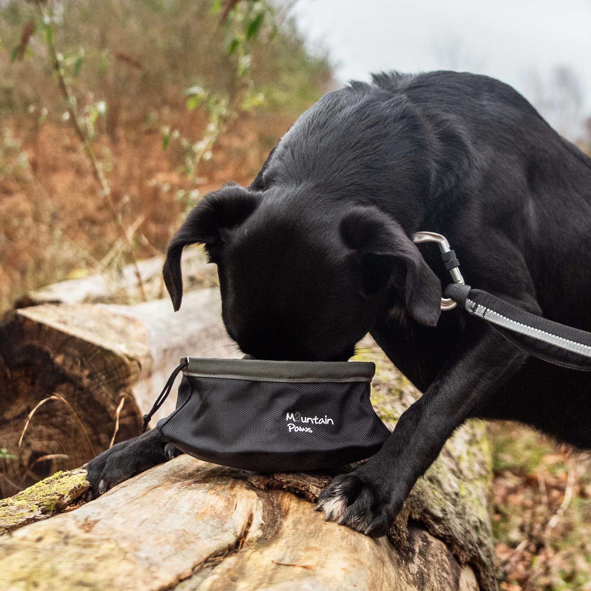 Collapsible Dog Food Bowl