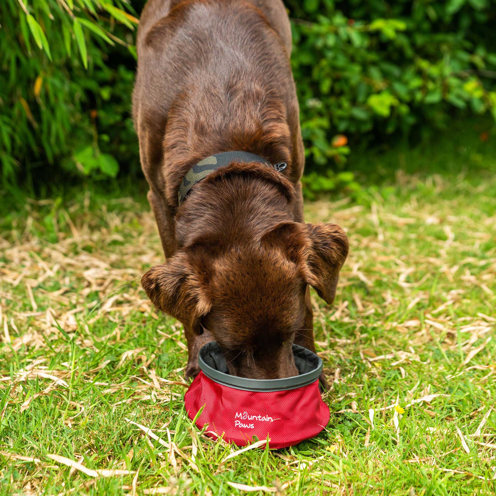 Collapsible Dog Water Bowl - variant[Red]