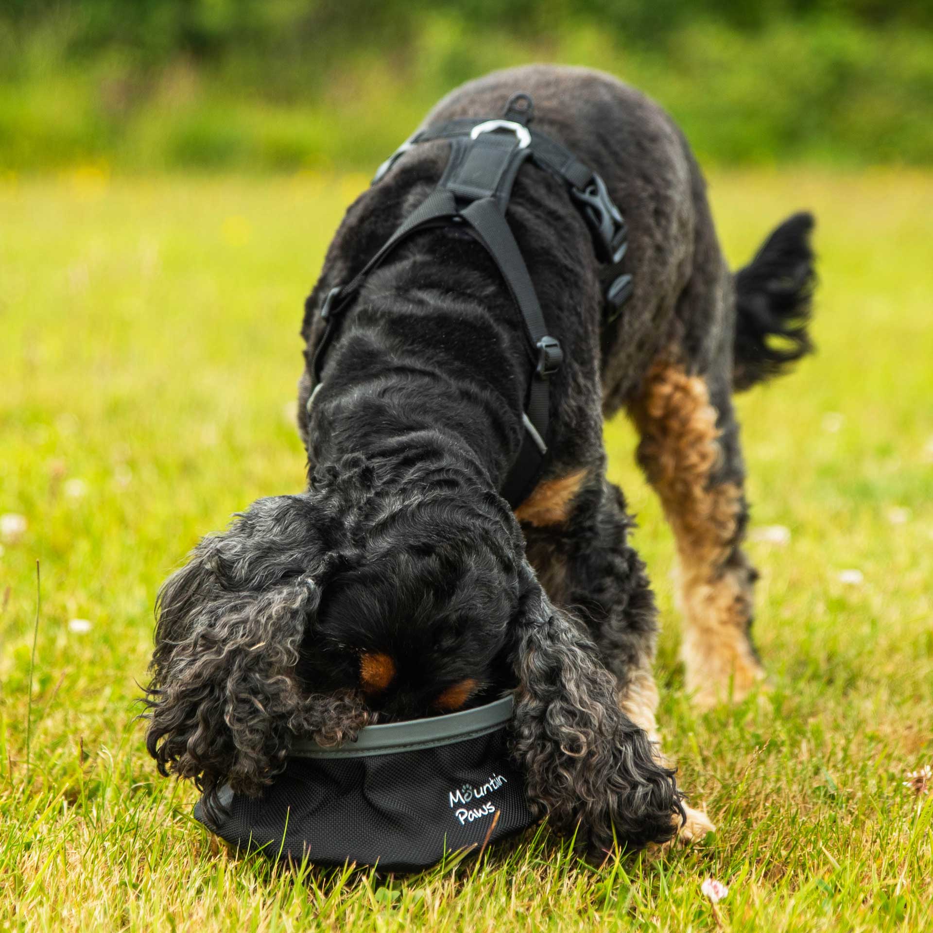 Collapsible Dog Water Bowl - variant[Black]