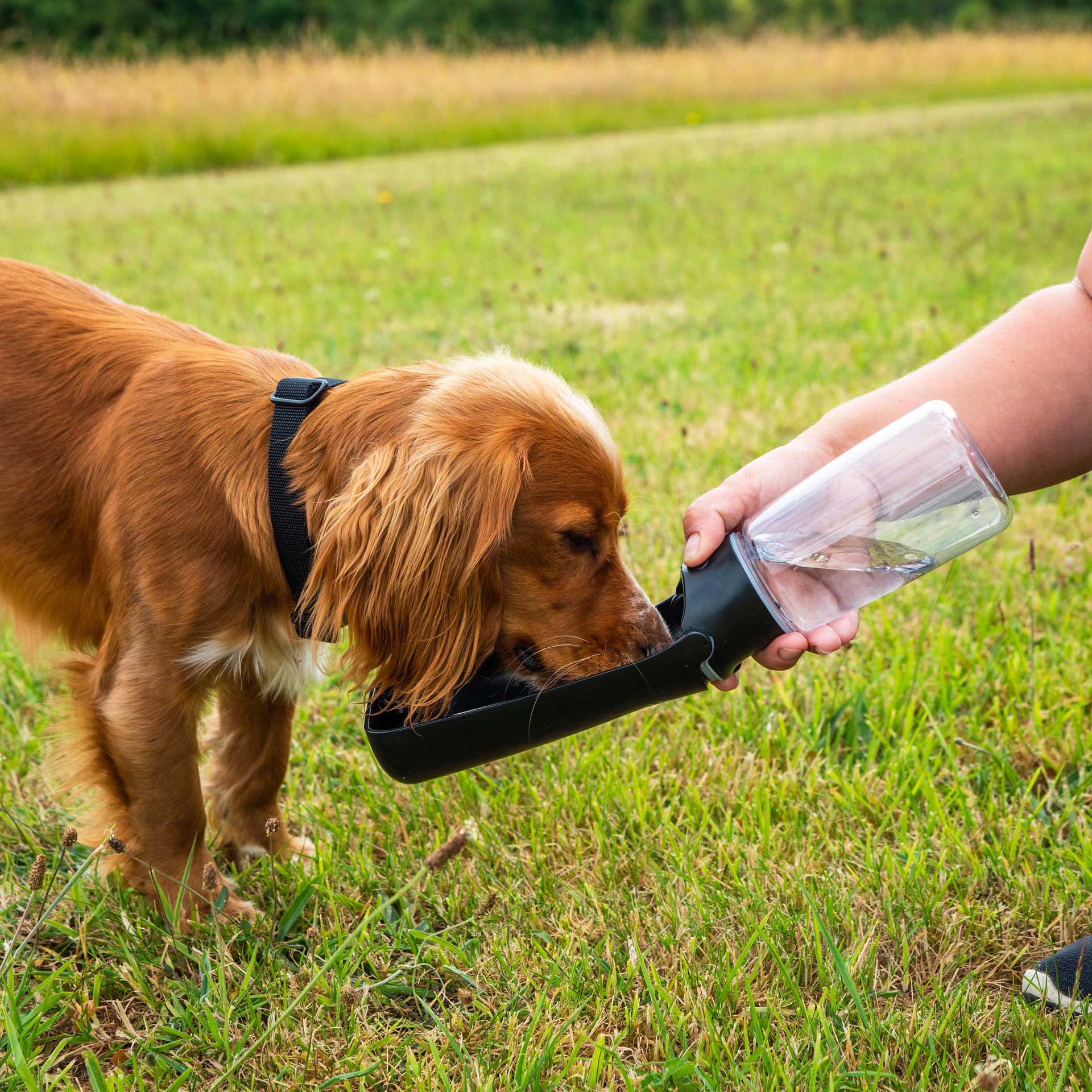 Folding Dog Water Bottle