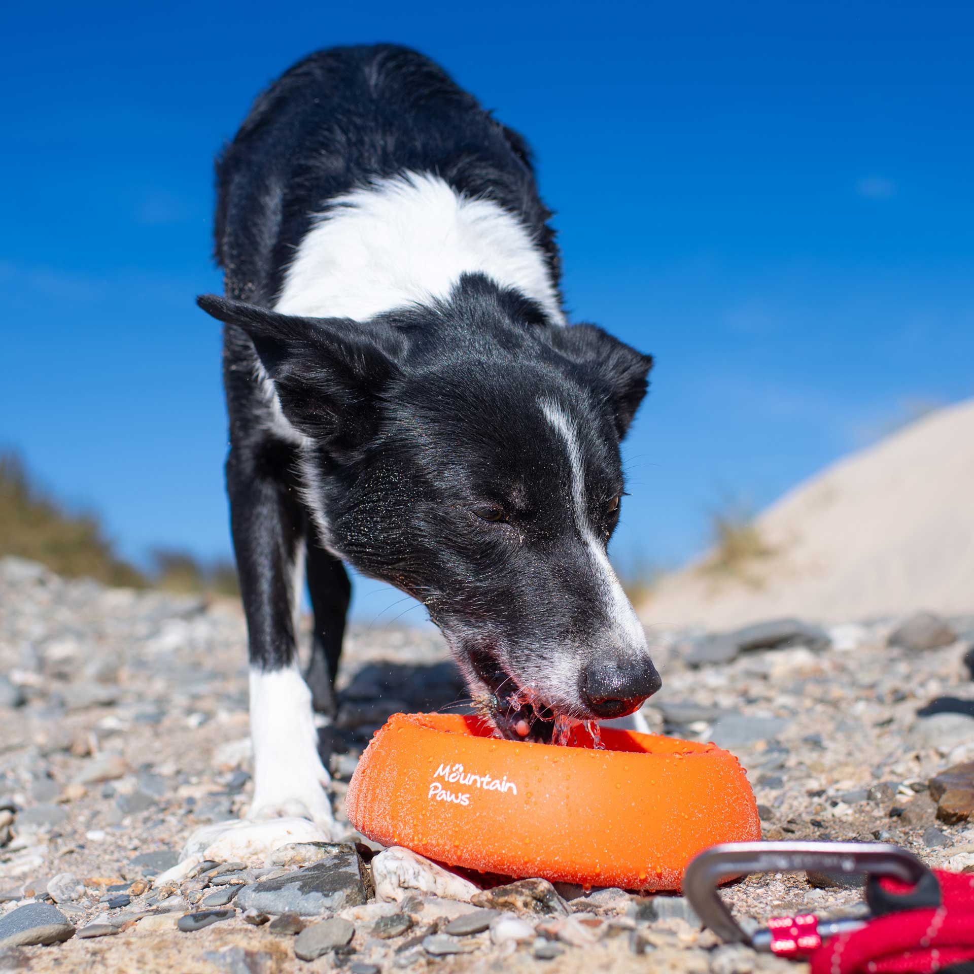 Splashproof Dog Bowl - variant[Orange]