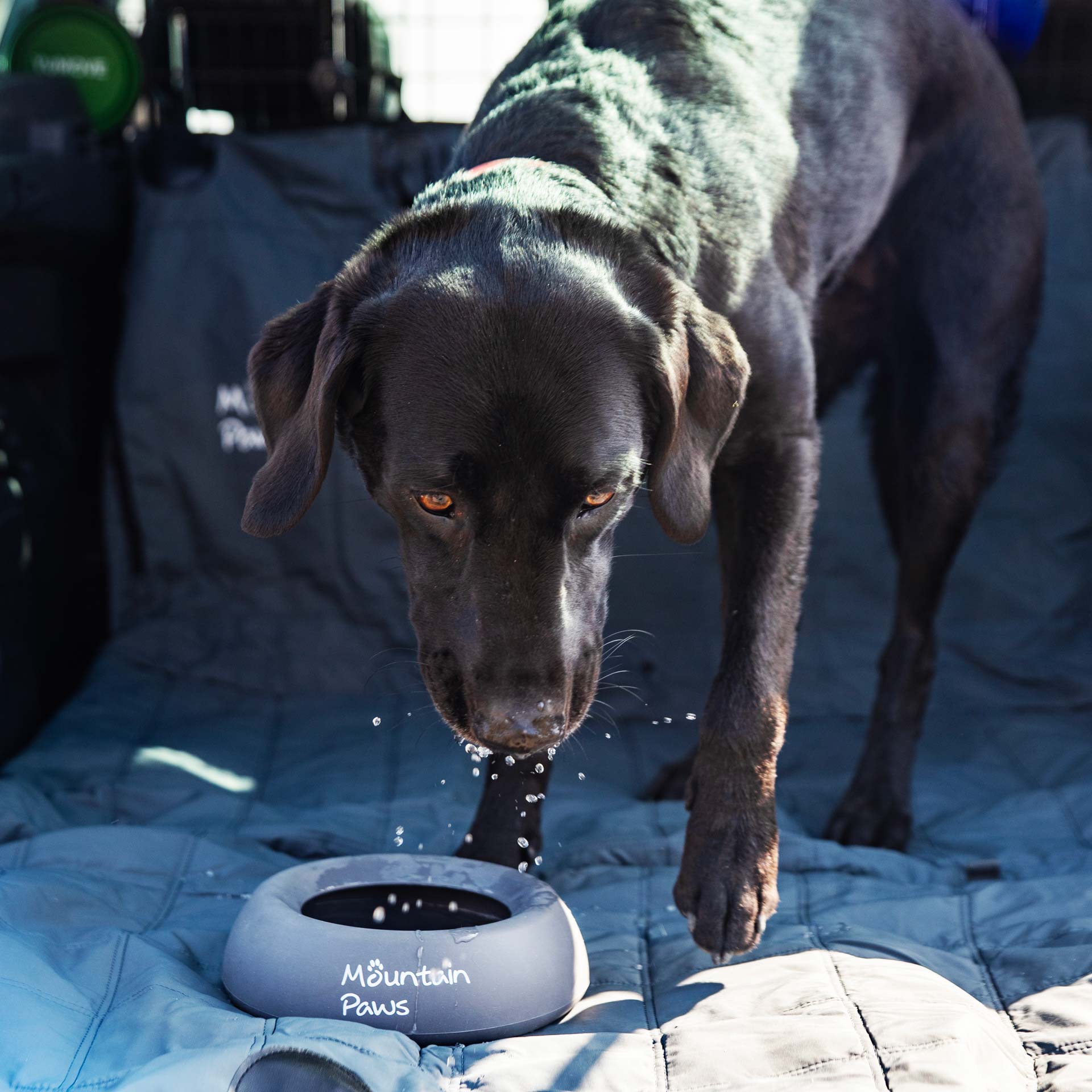 Splashproof Dog Bowl - variant[Grey]