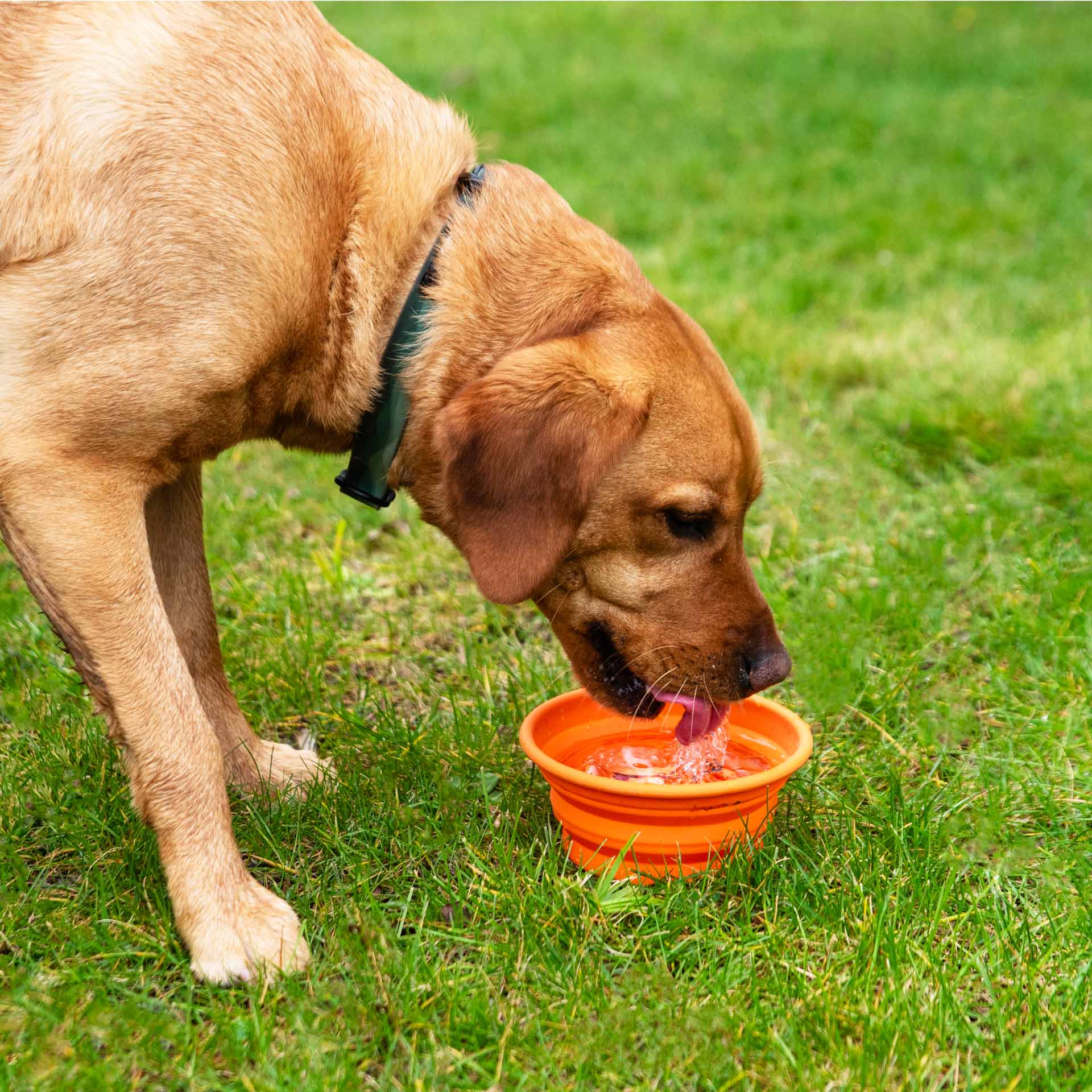 Silicone Collapsible Dog Bowl - variant[Orange]
