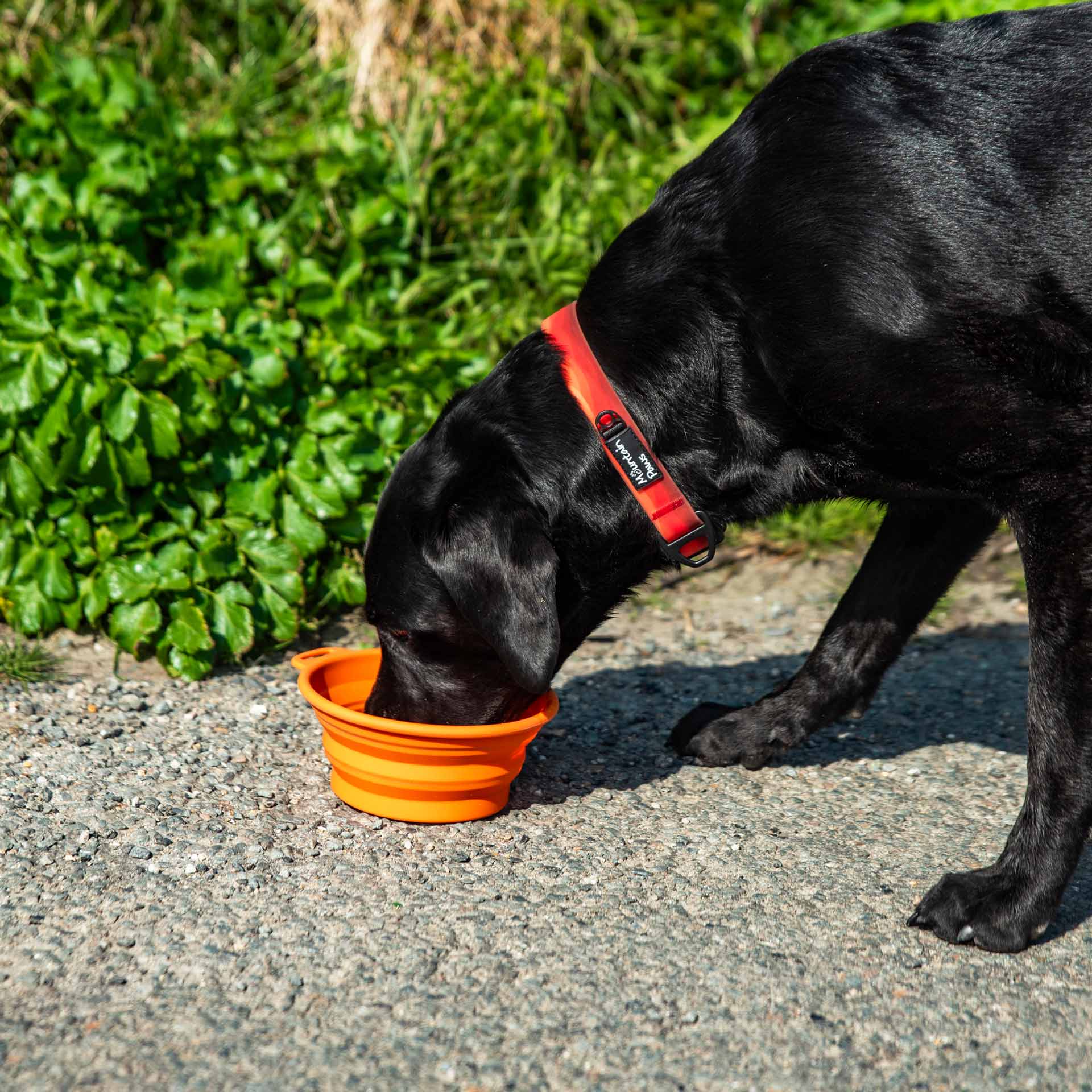Silicone Collapsible Dog Bowl - variant[Orange]
