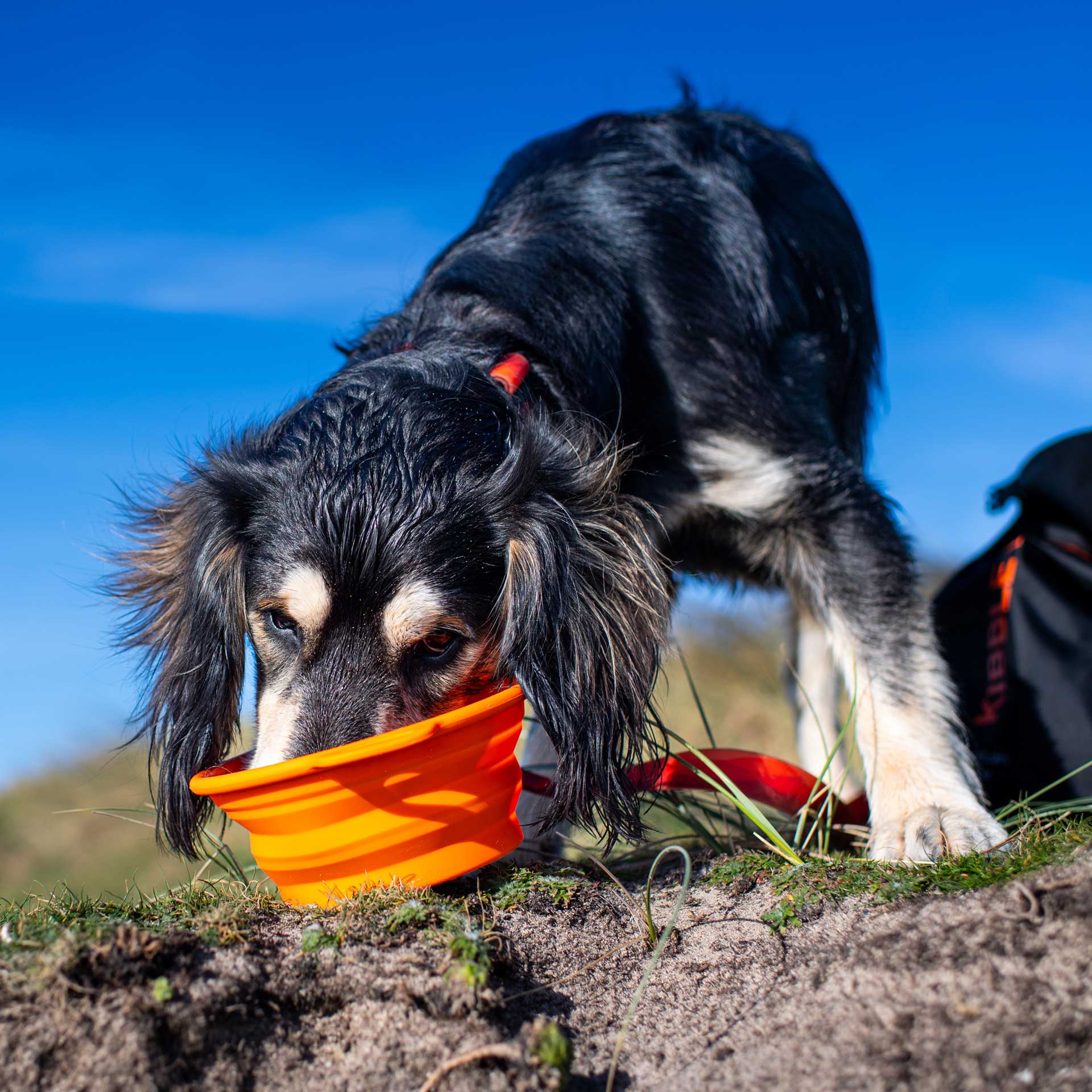Silicone Collapsible Dog Bowl - variant[Orange]