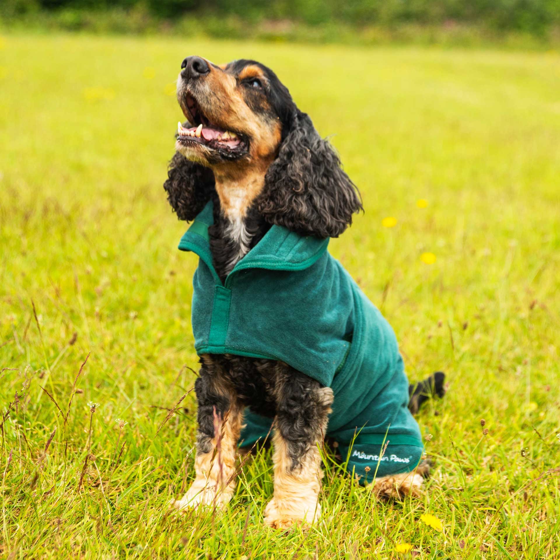 Dog In A Robe Dog Robe | Microfibre Dog Robe | Mountain Paws