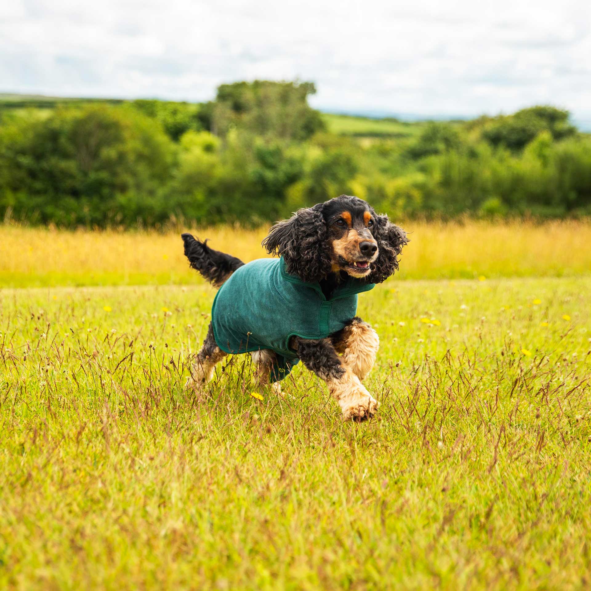 Dog Robe - variant[Green]