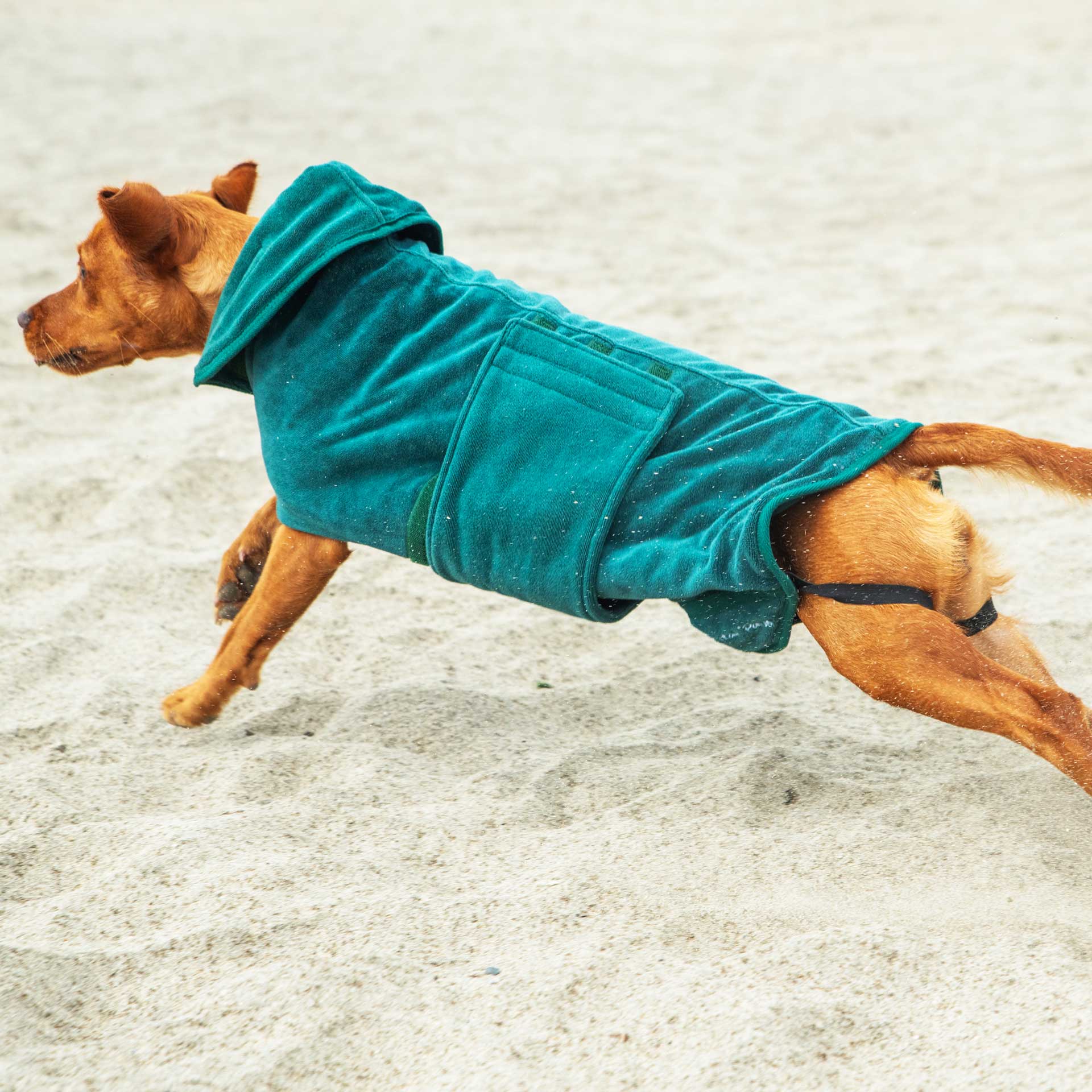 Dog In A Robe Dog Robe | Microfibre Dog Robe | Mountain Paws