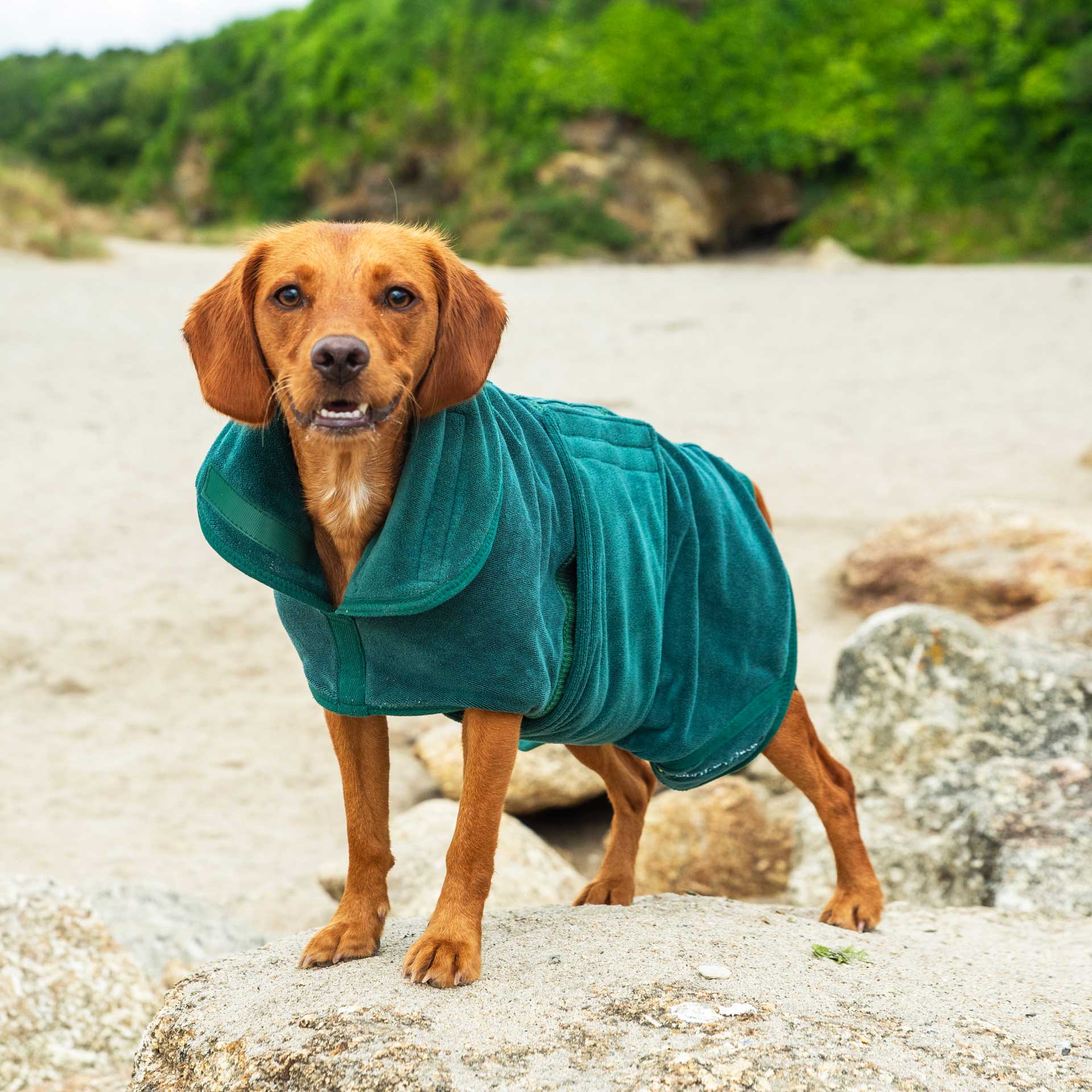 Dog Robe - variant[Green]