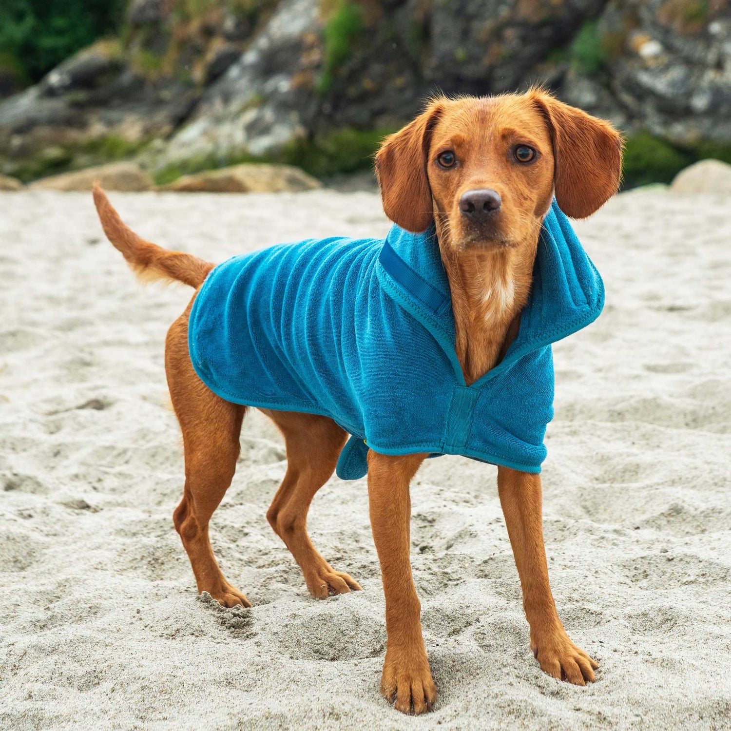 Dog Sith Robe Dog Robe | Microfibre Dog Robe | Mountain Paws