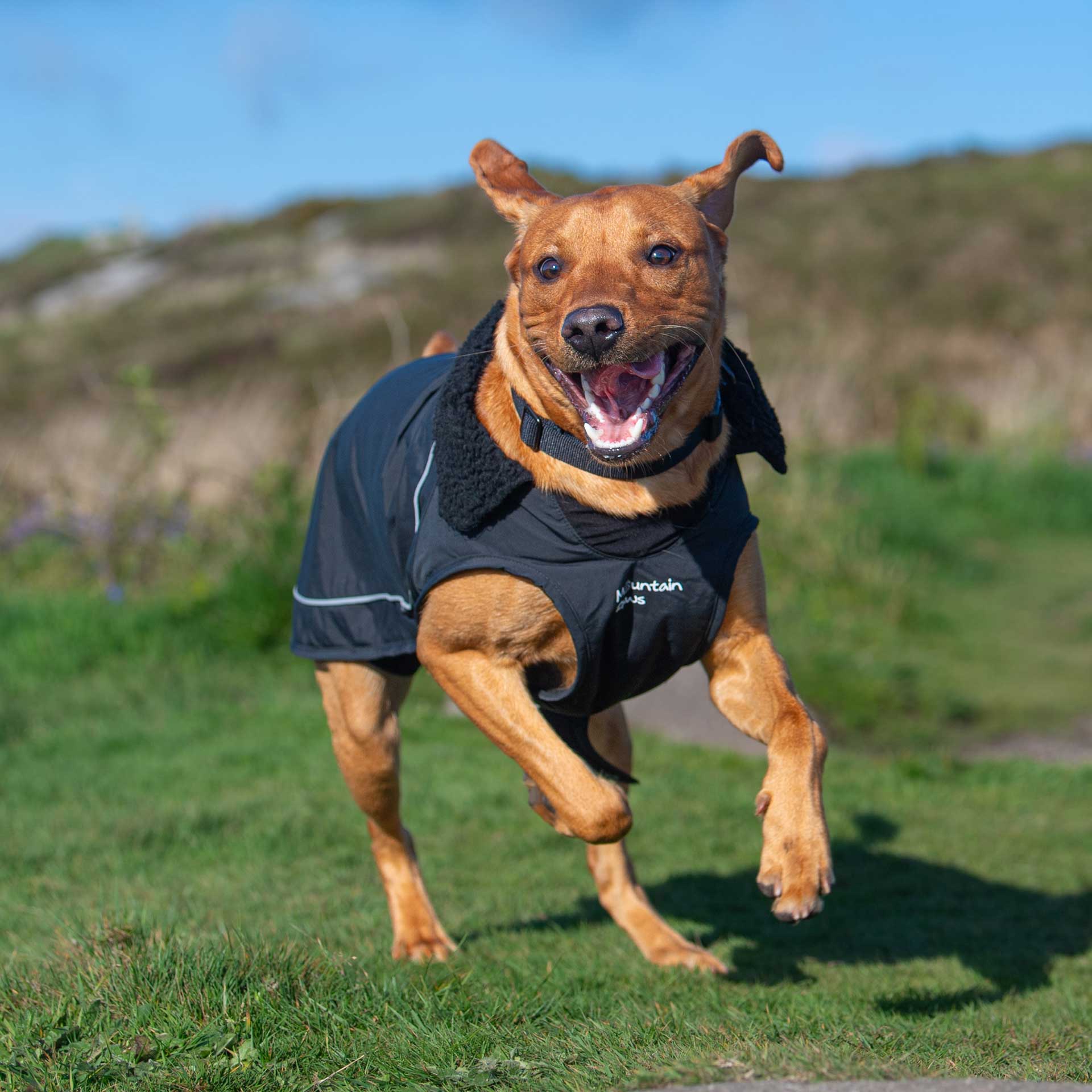 Fleece Lined Dog Coat - variant[Black]