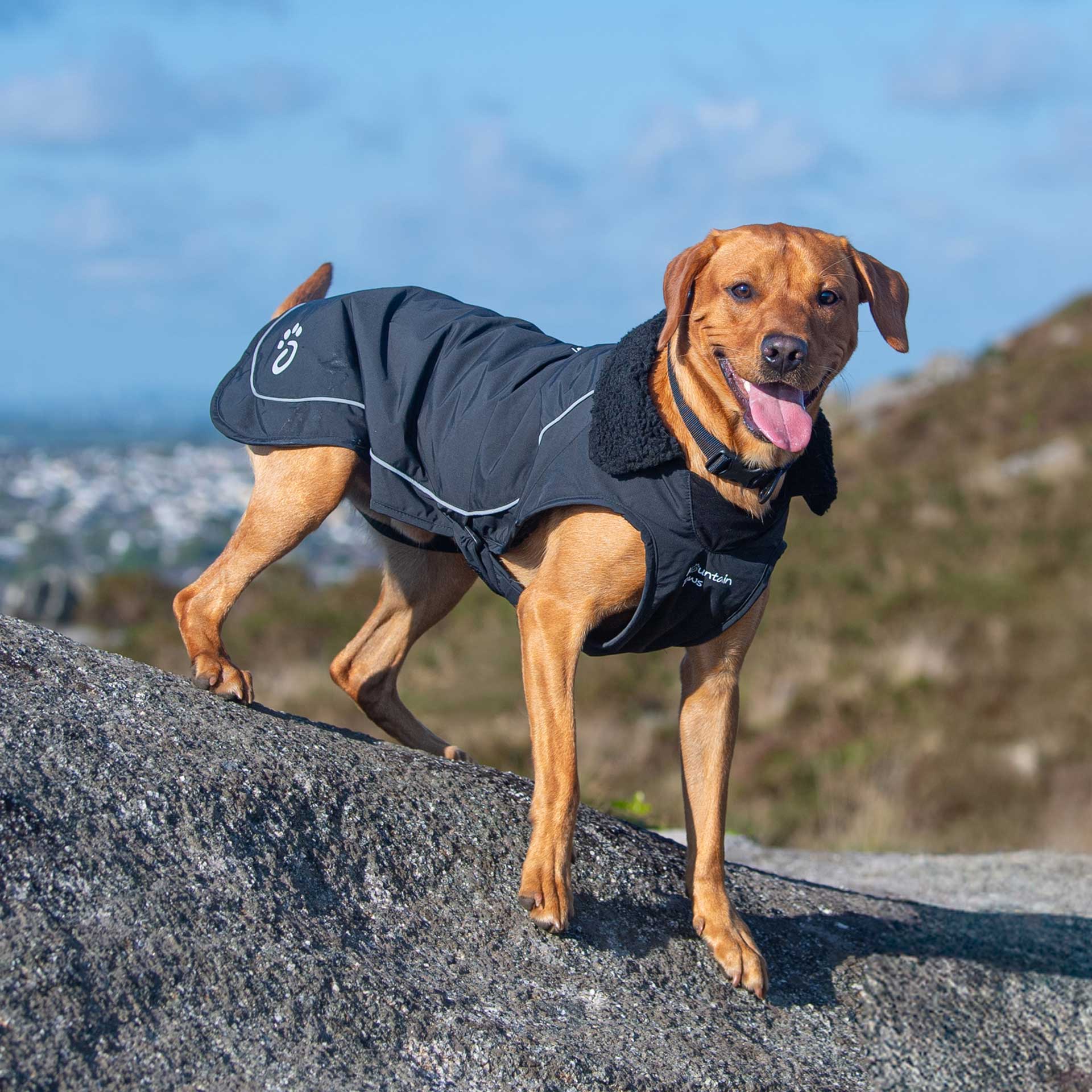 Fleece Lined Dog Coat - variant[Black]