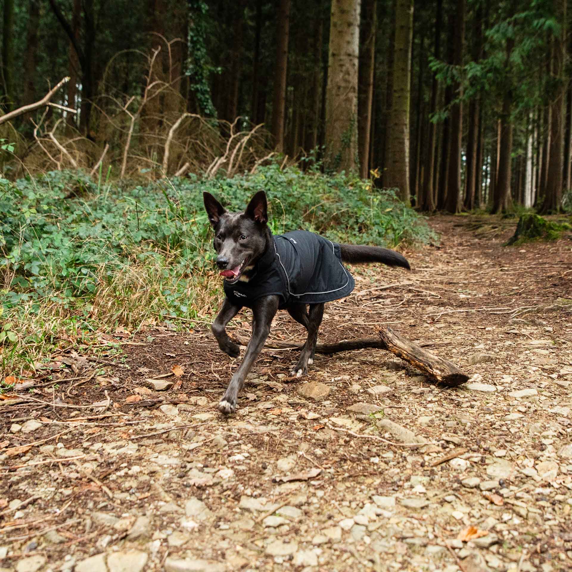 Fleece Lined Dog Coat - variant[Black]