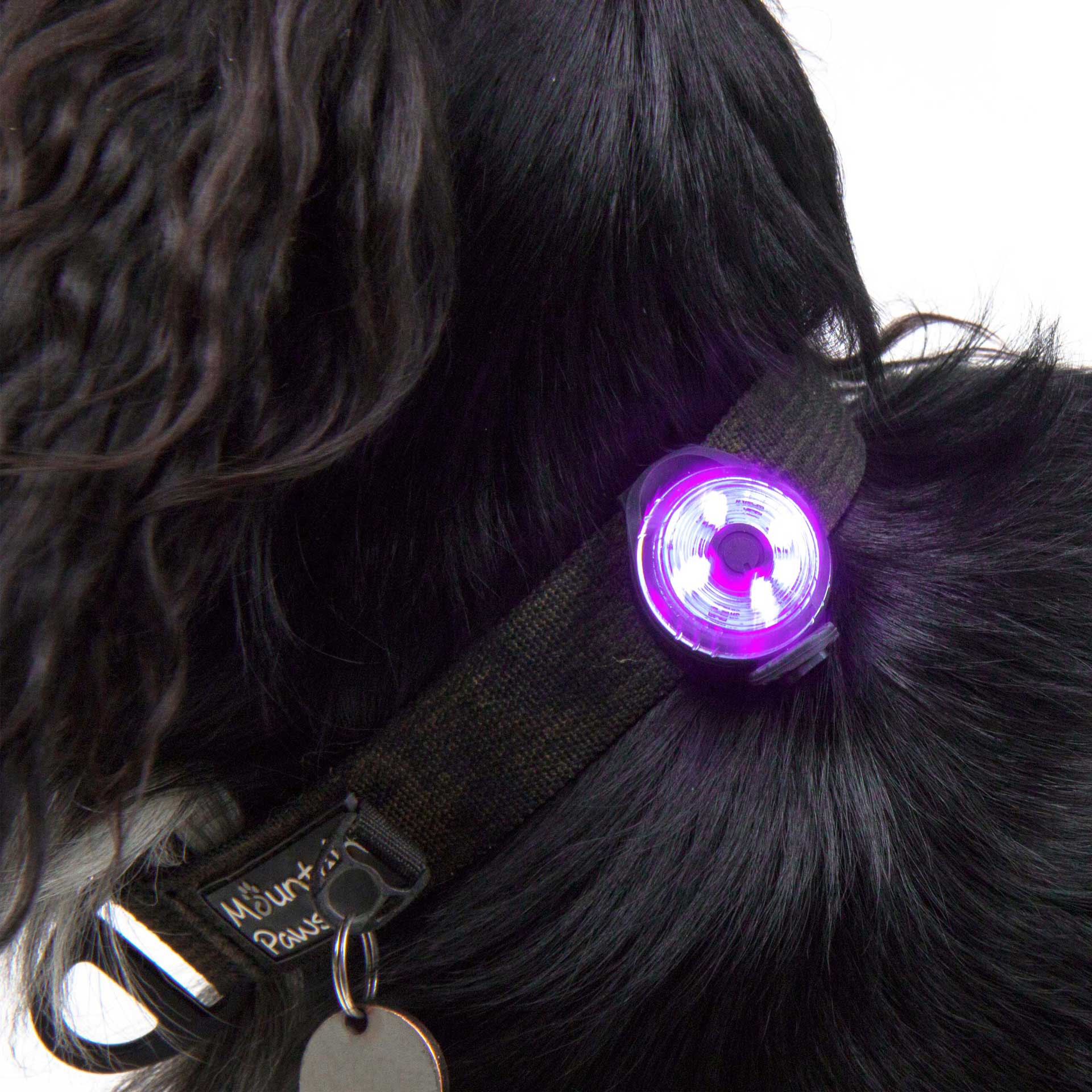 Dog Safety Light