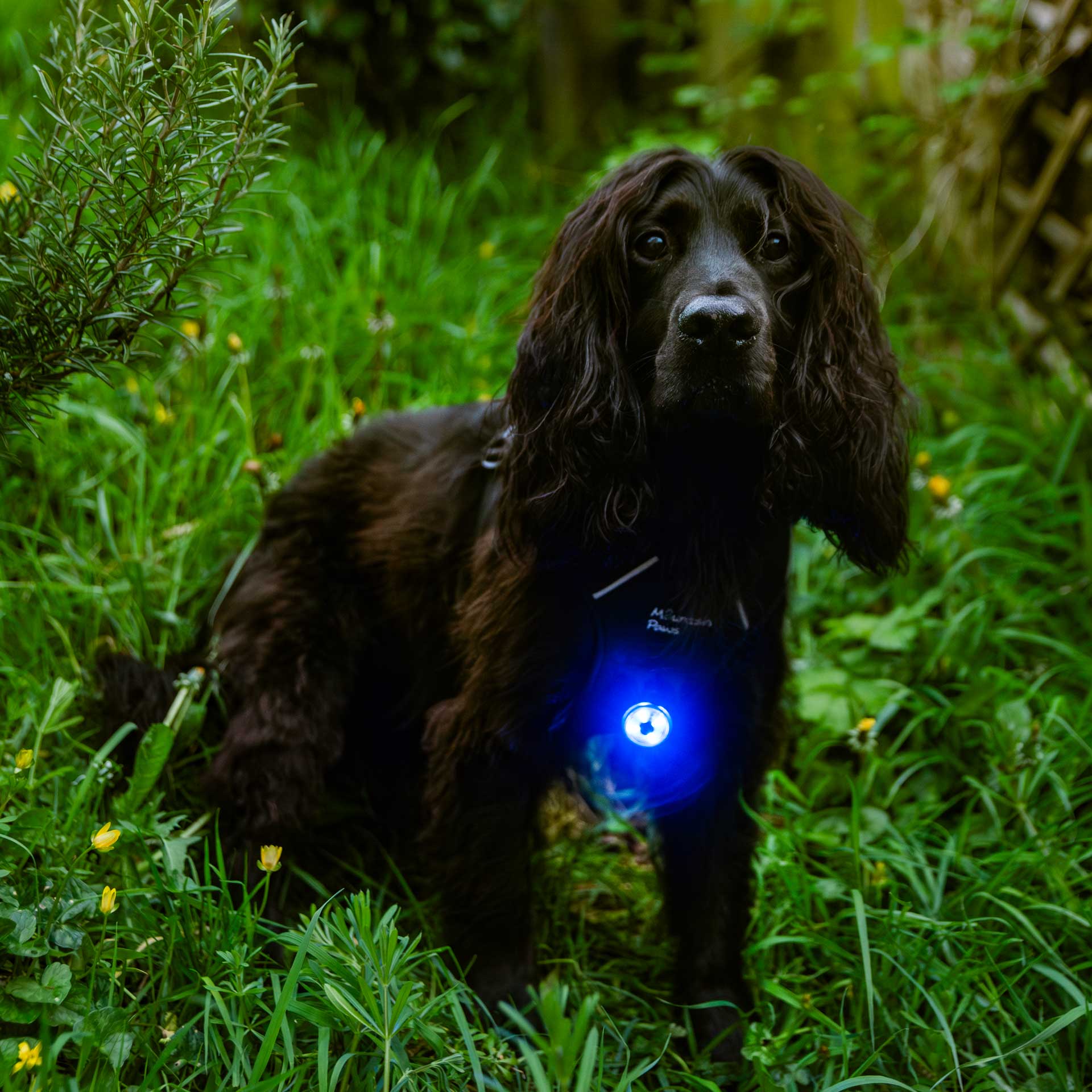 Dog Safety Light