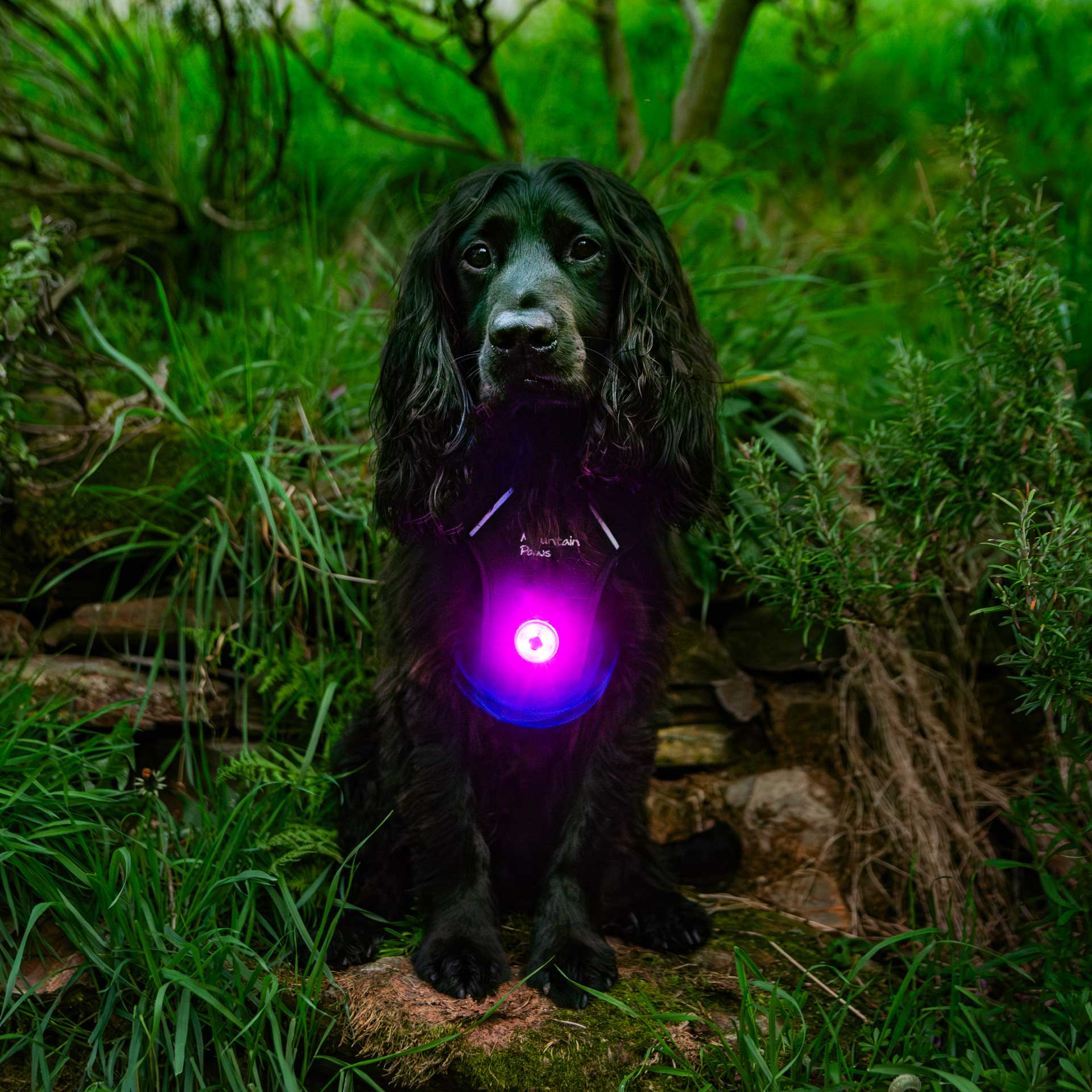 Dog Safety Light