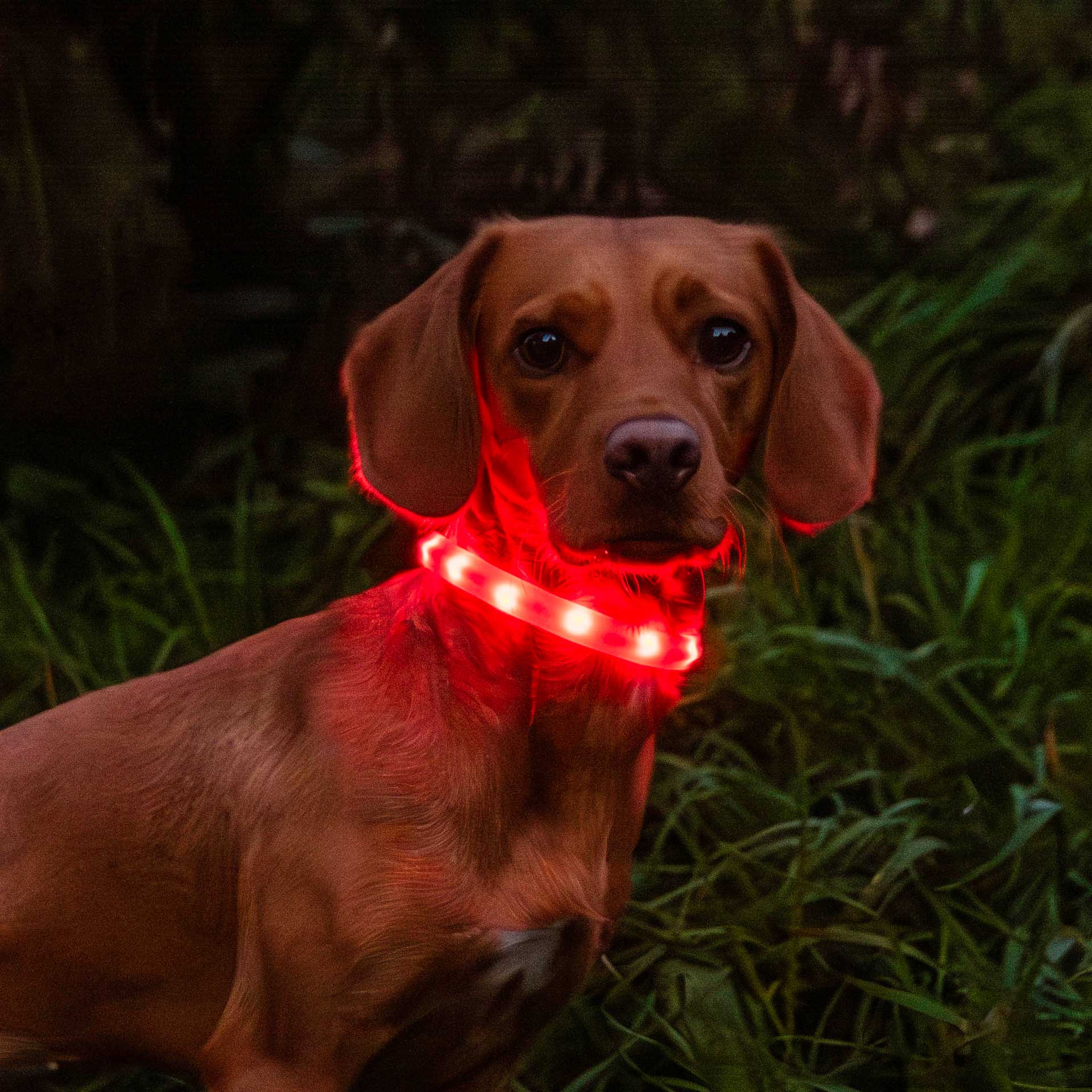 Rechargeable Dog Collar Light