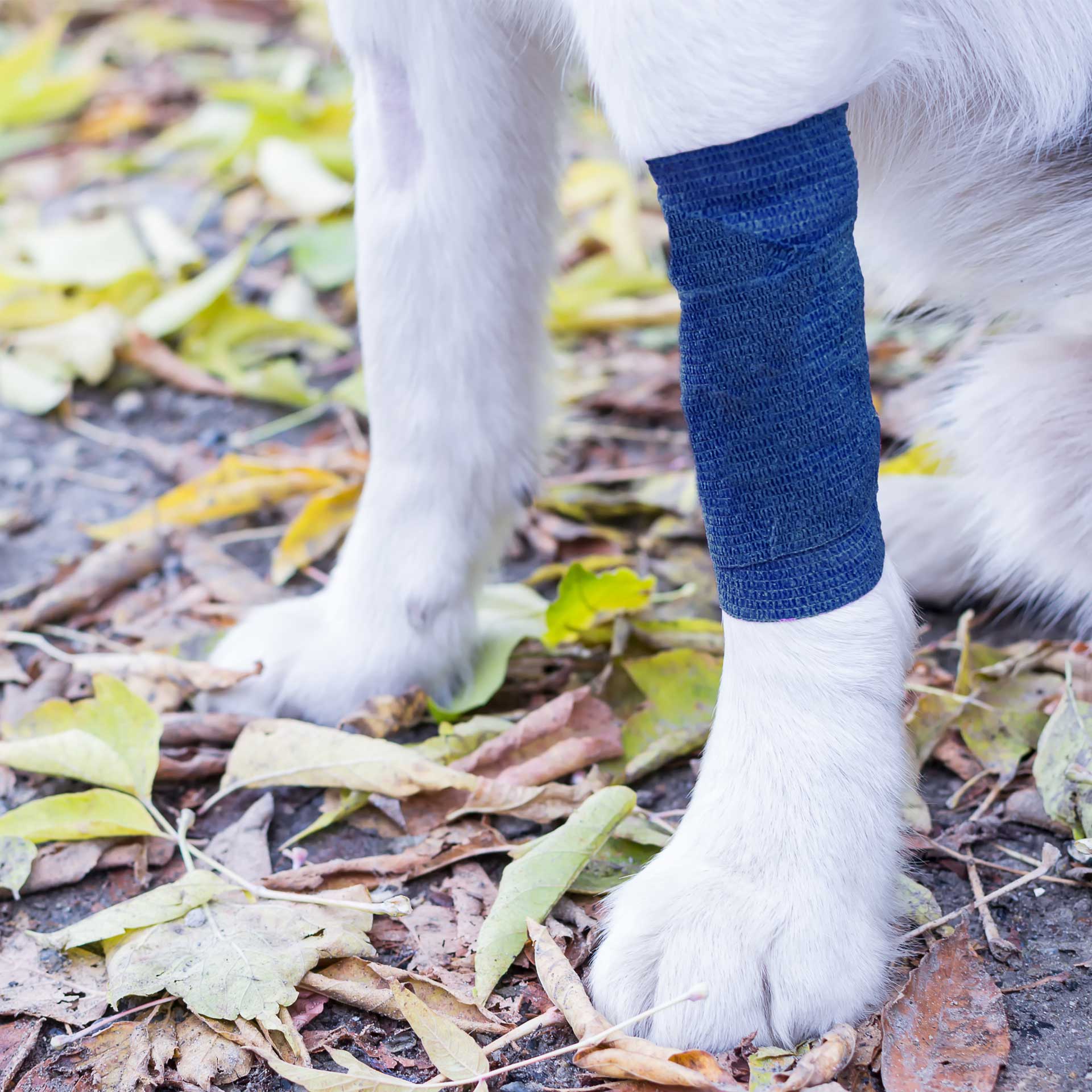 Dog Bandage - variant[Blue,4.5cm x 4m]