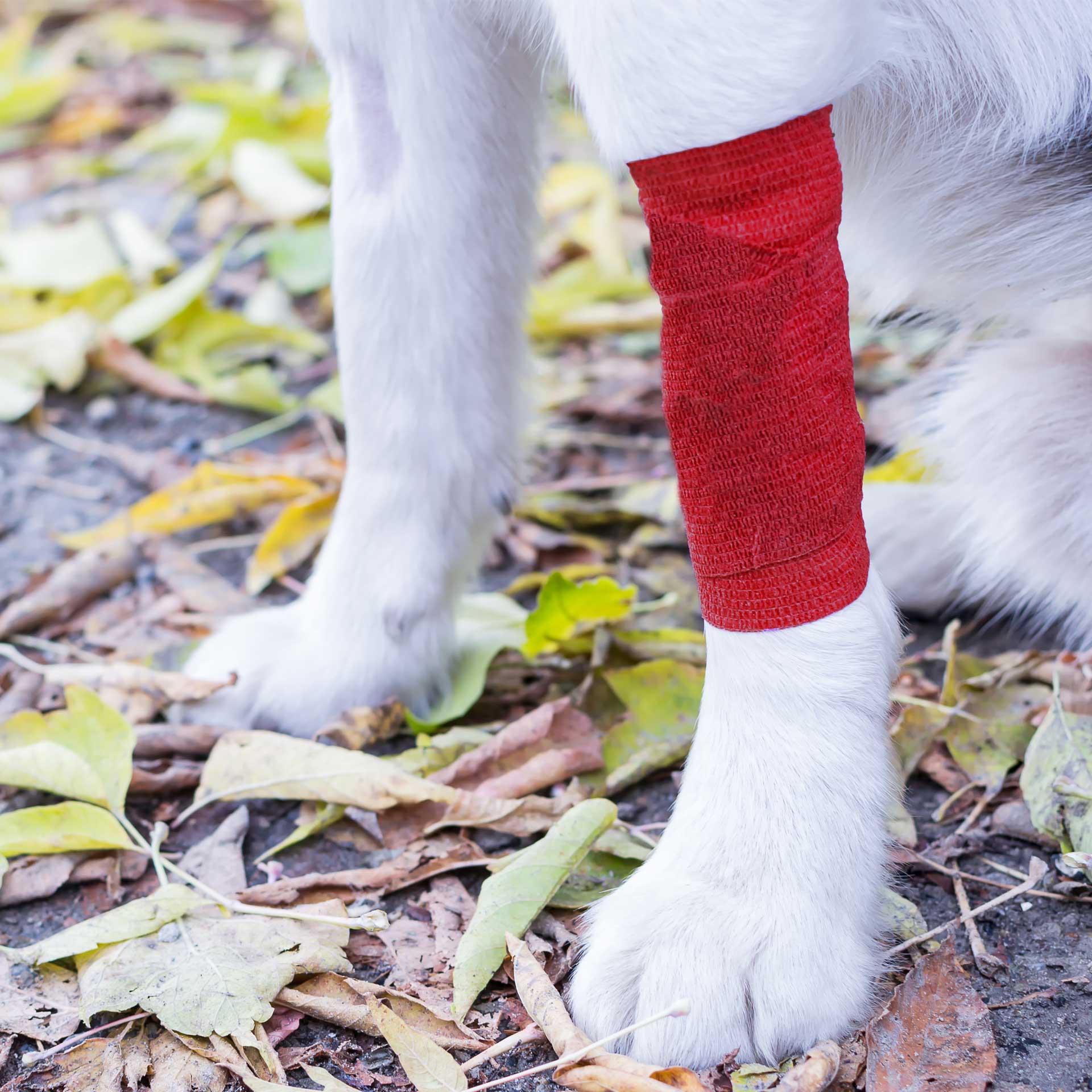 Dog Bandage - variant[Red,4.5cm x 4m]