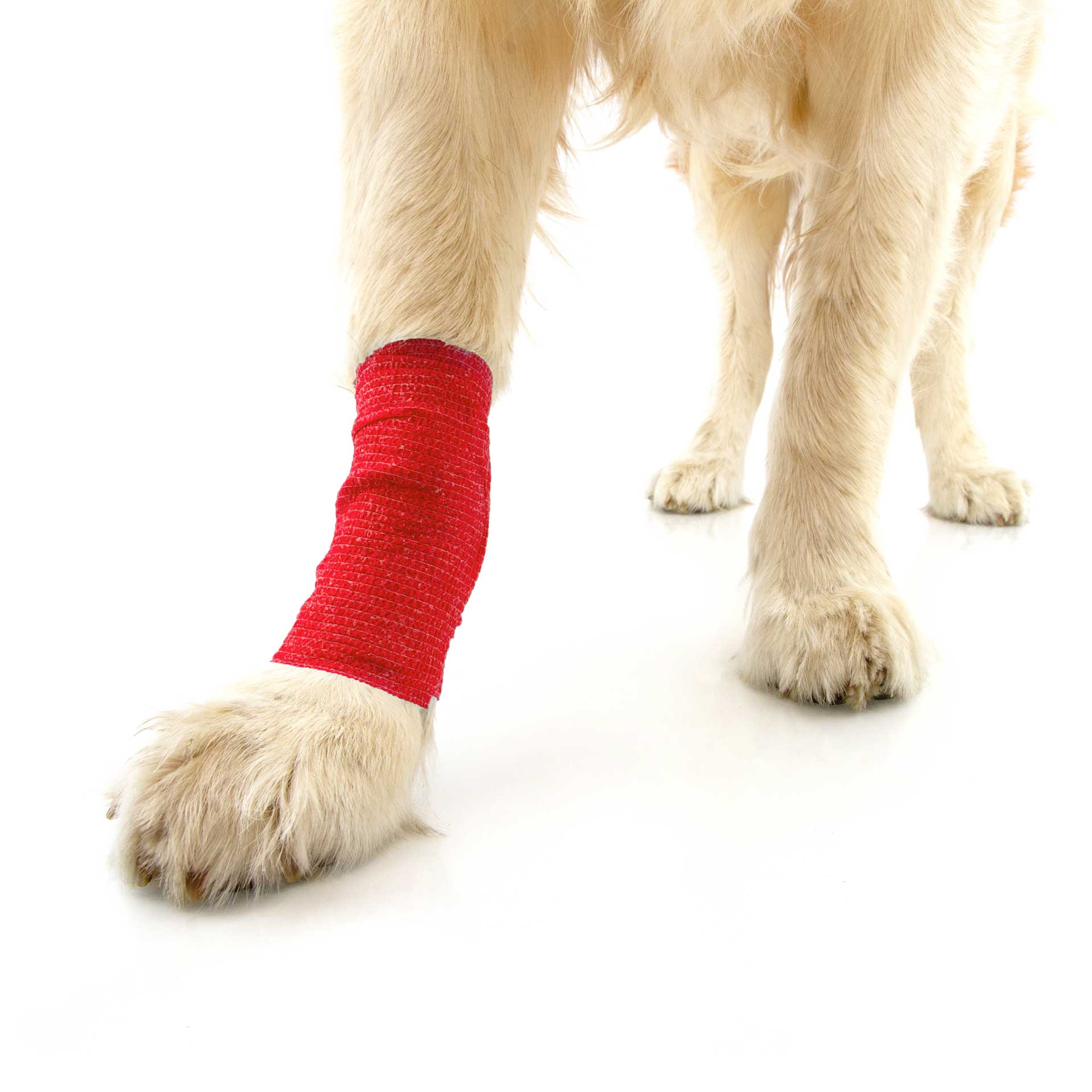 Dog Bandage - variant[Red,4.5cm x 4m]