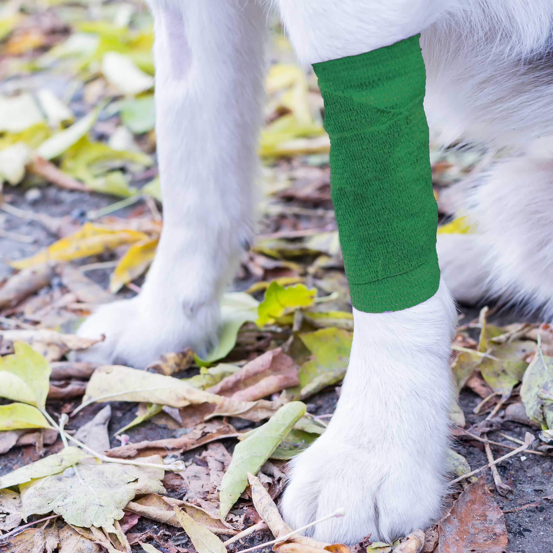 Dog Bandage - variant[Green,7.5cm x 4m]