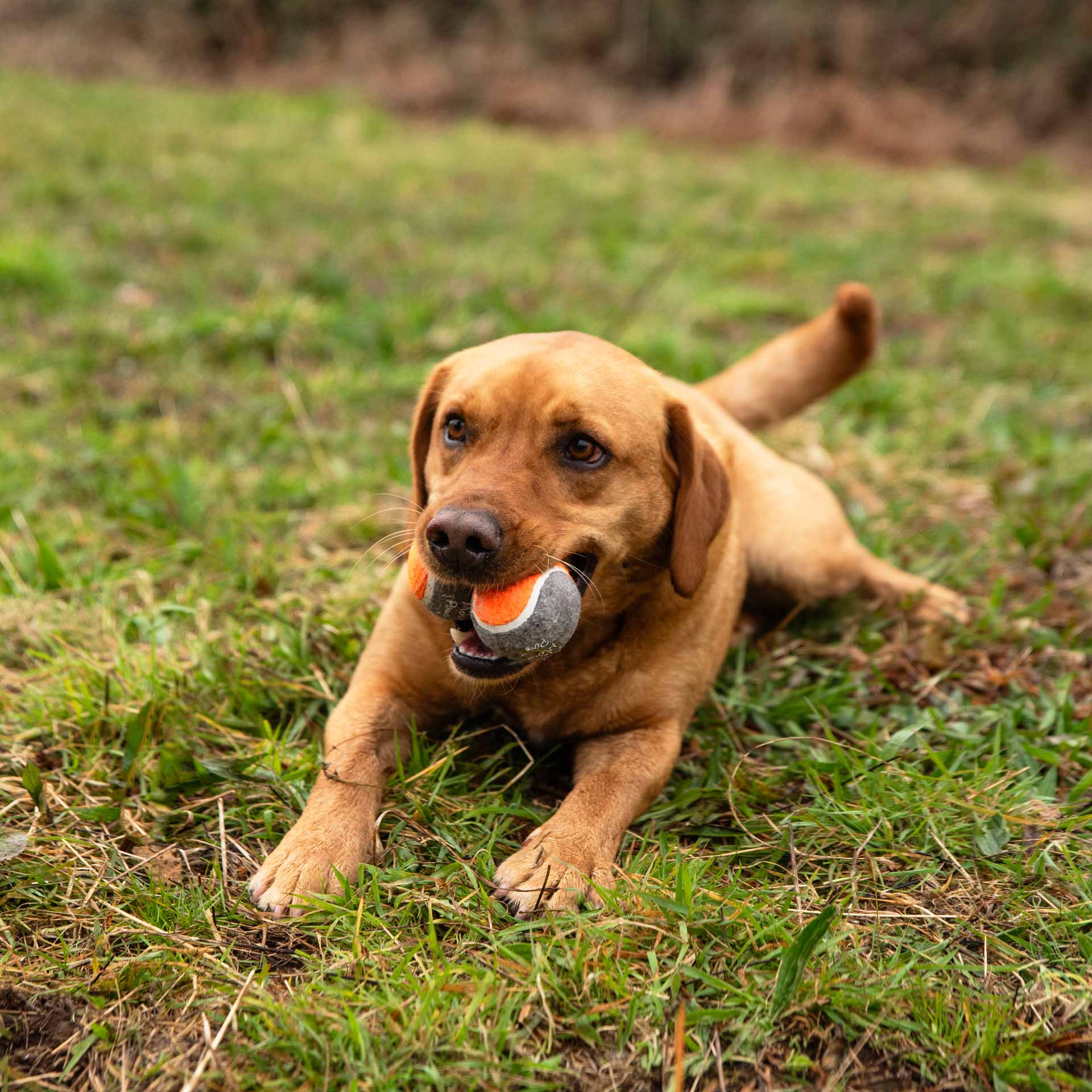 Dog Tennis Balls